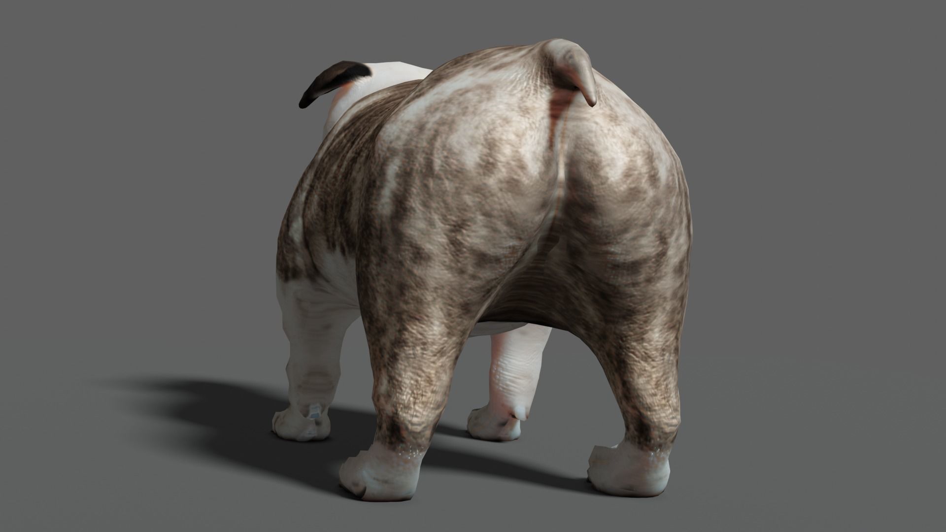 bulldog Low-poly 3D model_18