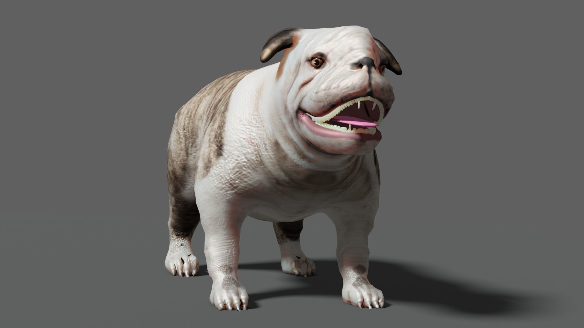 bulldog Low-poly 3D model_4