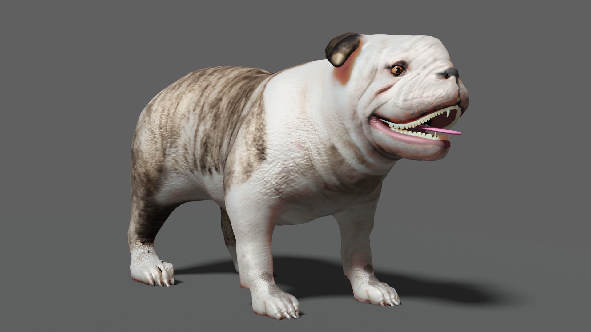 bulldog Low-poly 3D model_9