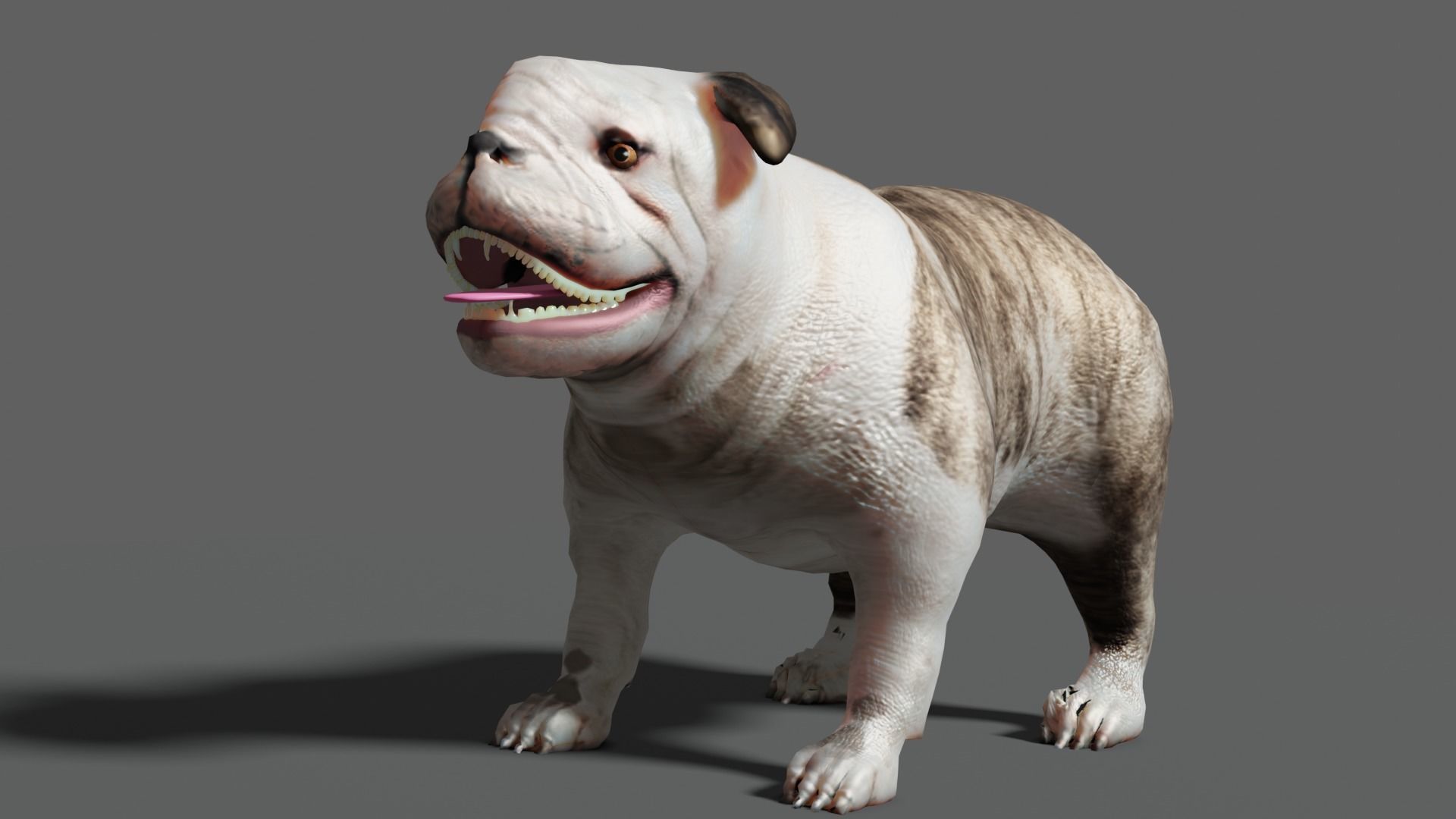 bulldog Low-poly 3D model_3