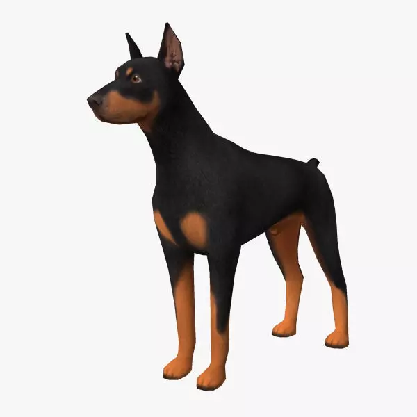 Doberman Low-poly 3D model_0