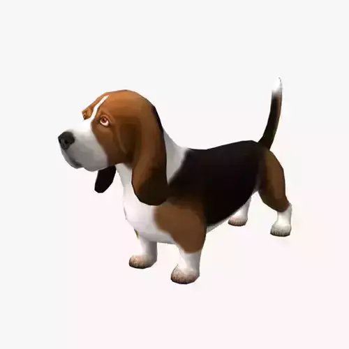 Basset Hound