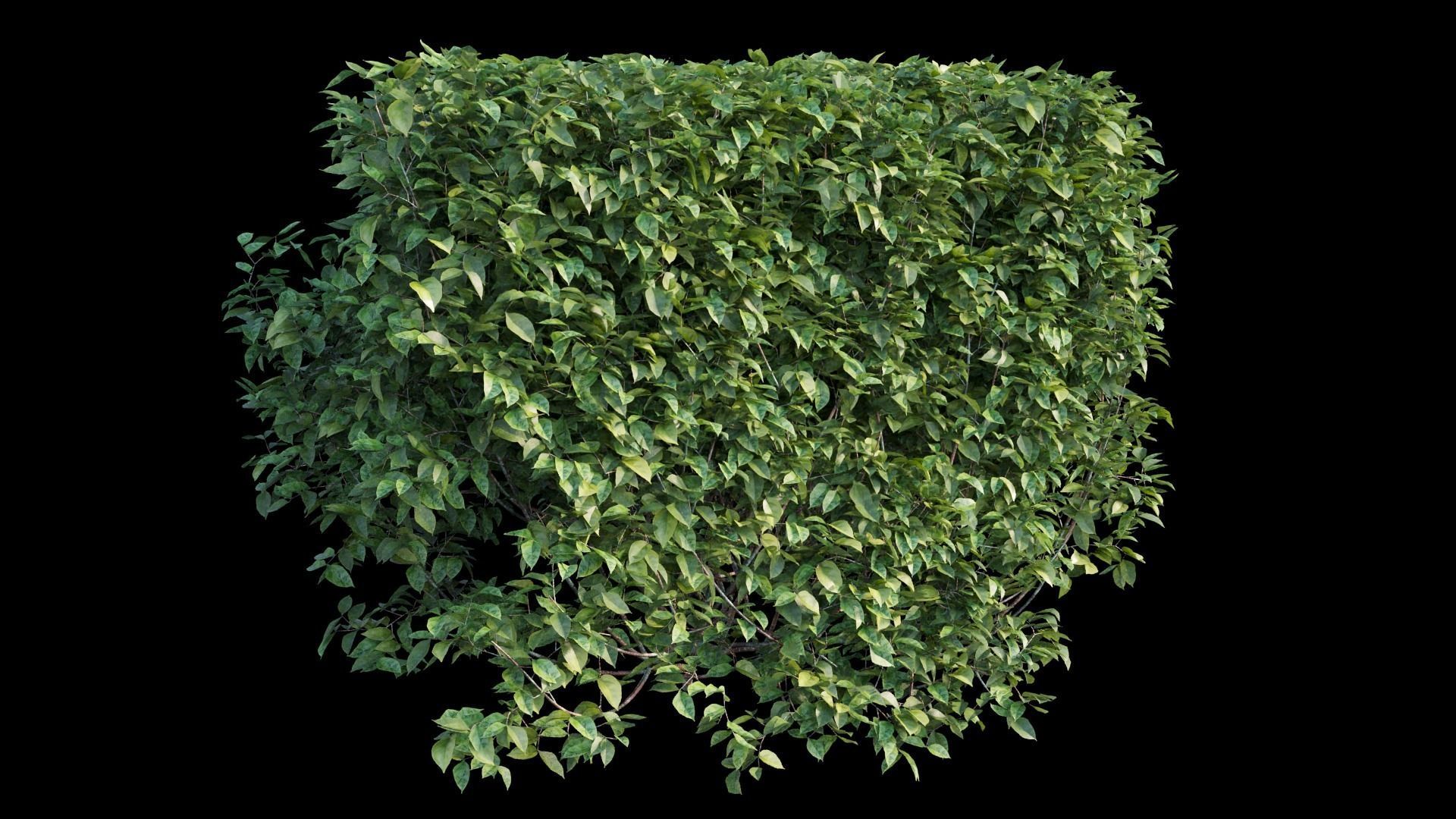 Bougainvillea  plant set 02 3D model_9