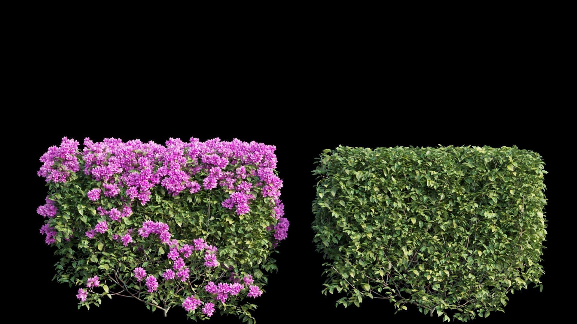 Bougainvillea  plant set 02 3D model_7