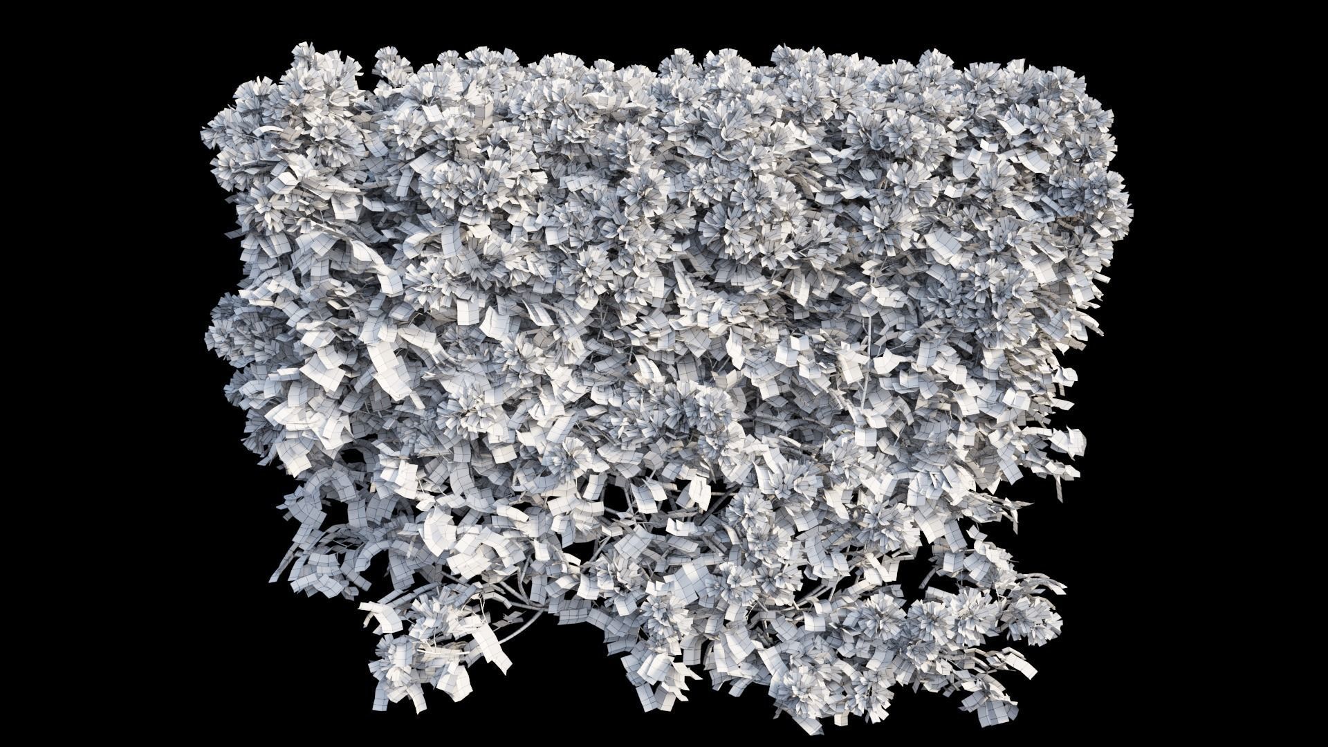 Bougainvillea  plant set 02 3D model_10