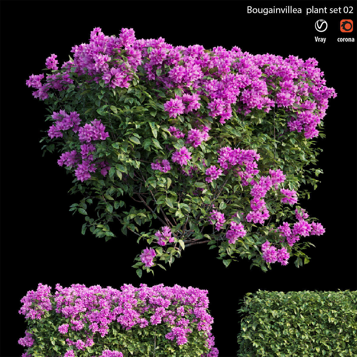 Bougainvillea  plant set 02 3D model_1