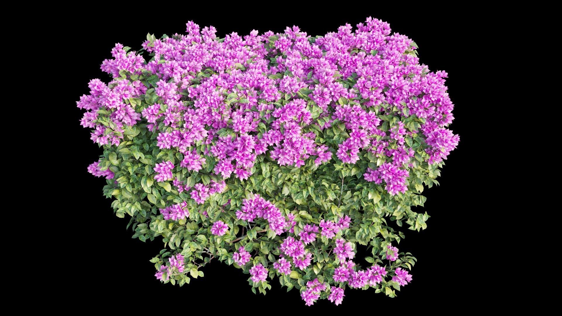 Bougainvillea  plant set 02 3D model_6