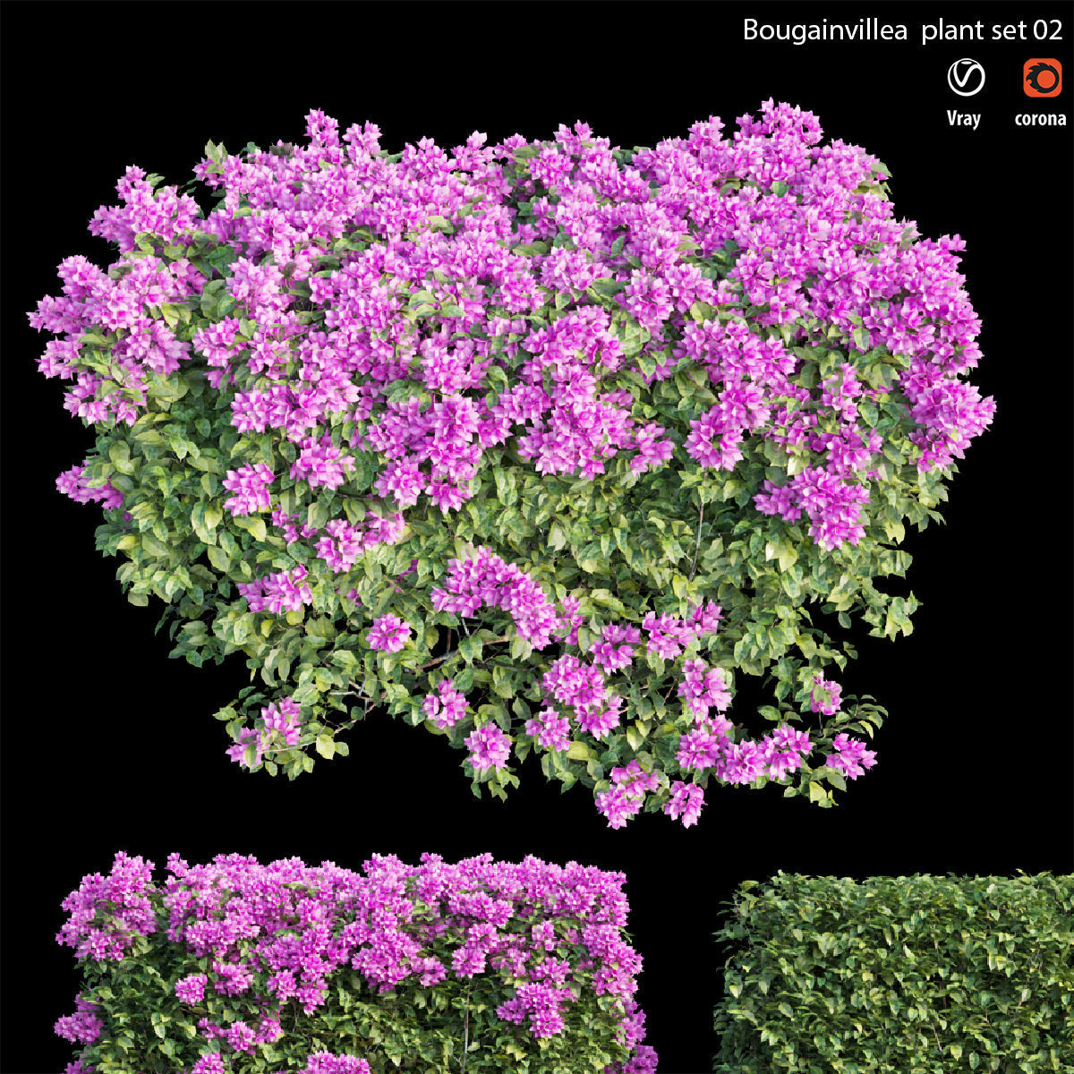 Bougainvillea  plant set 02 3D model_3