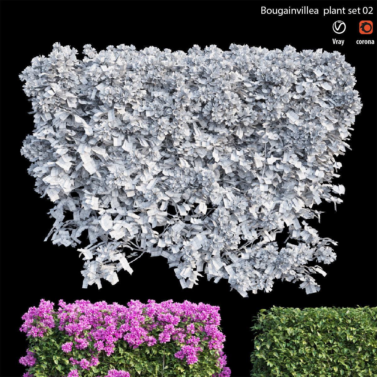 Bougainvillea  plant set 02 3D model_4