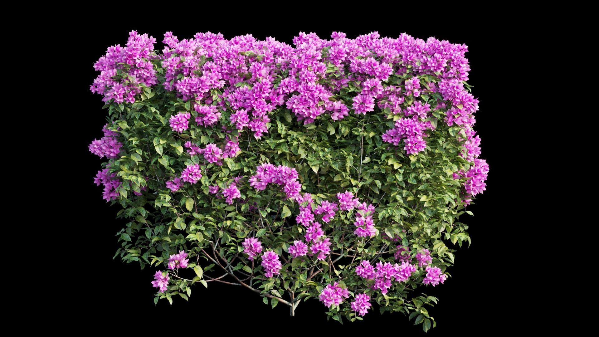 Bougainvillea  plant set 02 3D model_5