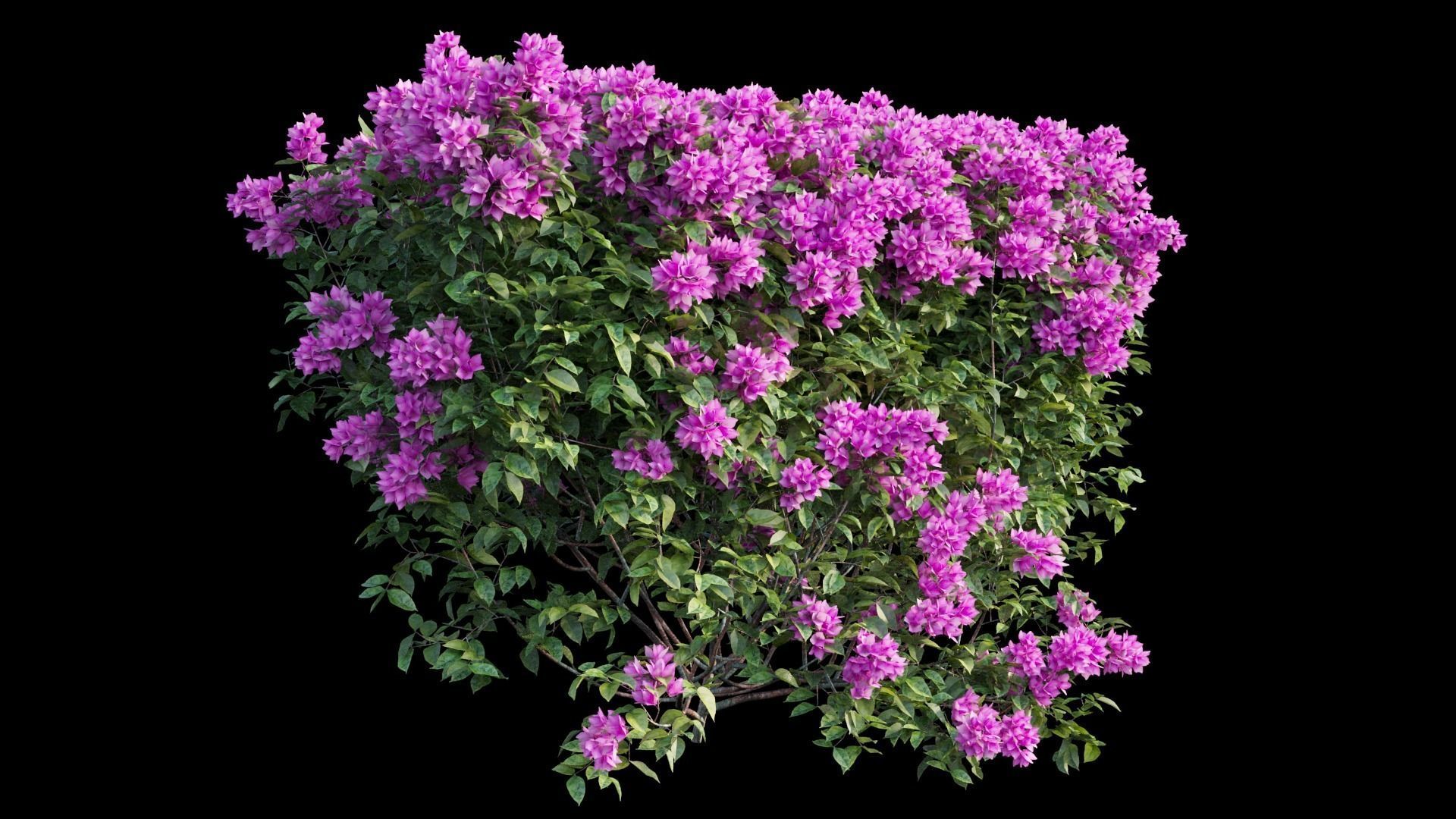 Bougainvillea  plant set 02 3D model_8