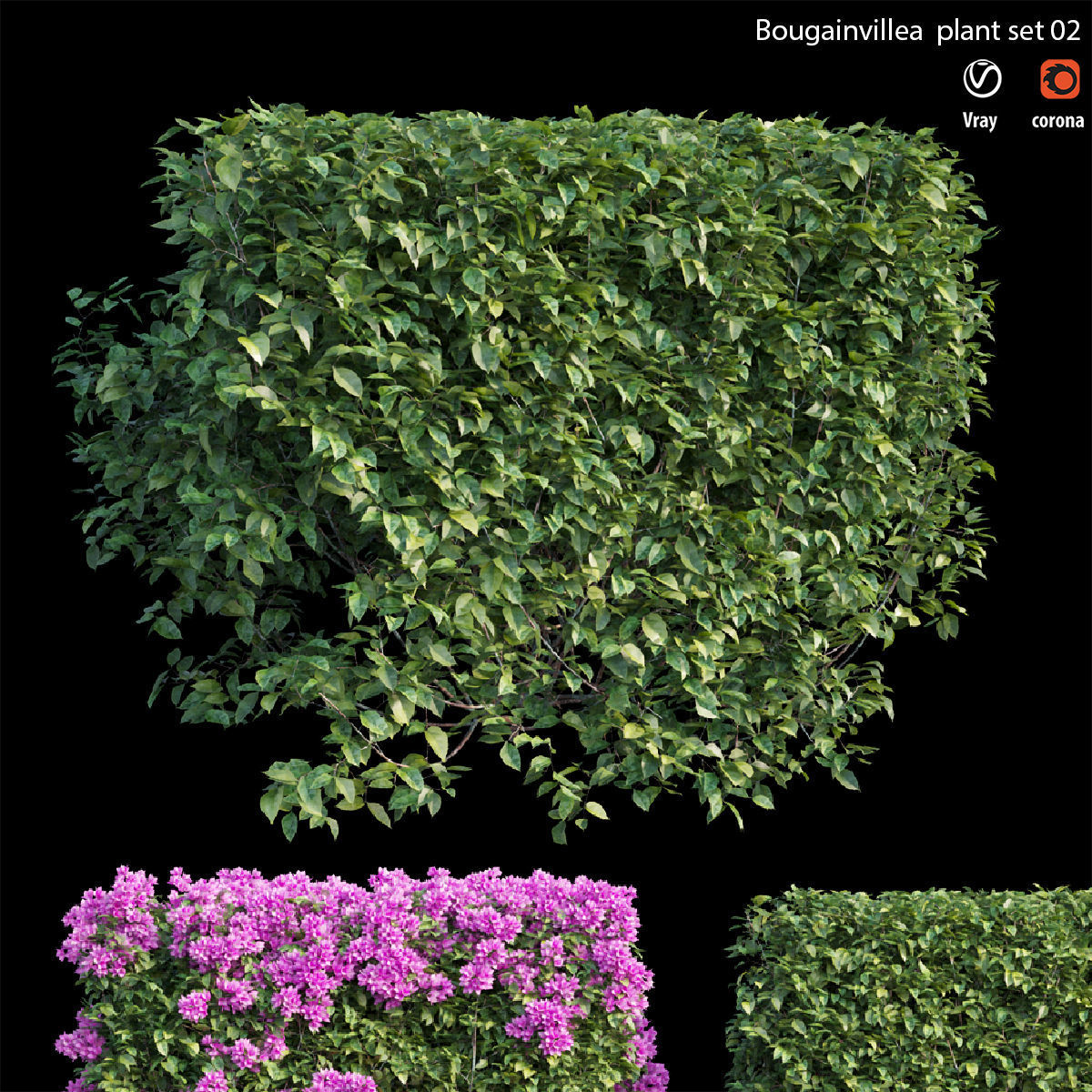 Bougainvillea  plant set 02 3D model_2