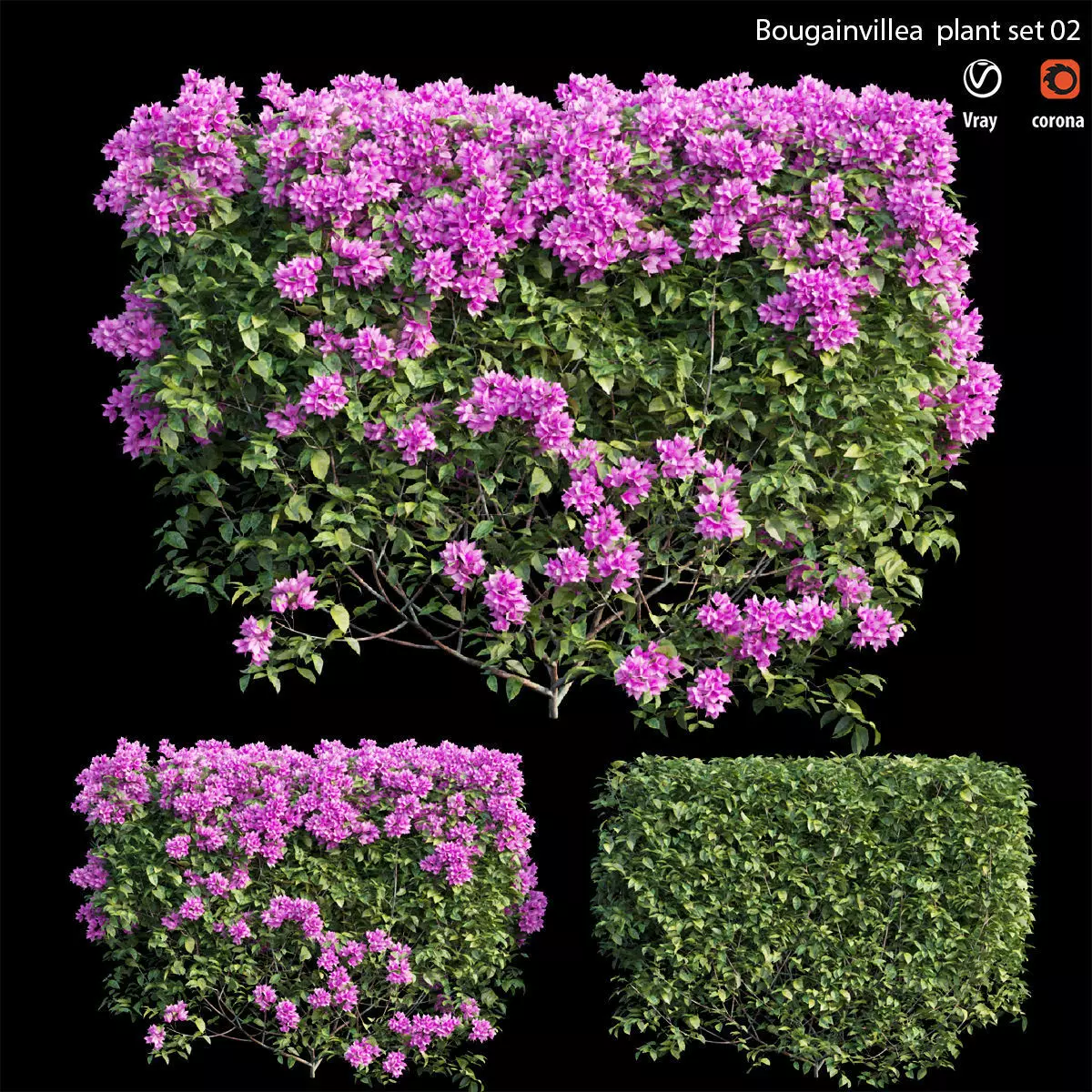 Bougainvillea  plant set 02 3D model_0