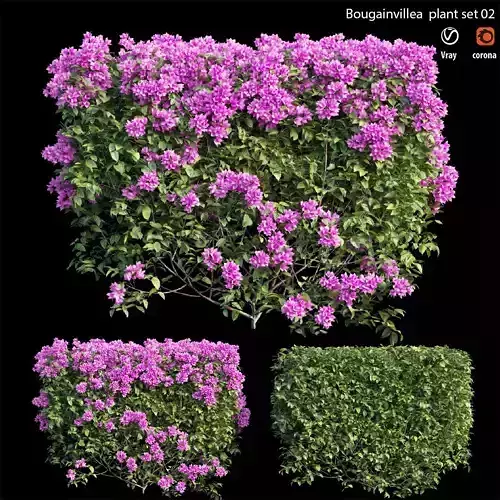 Bougainvillea  plant set 02 3D model
