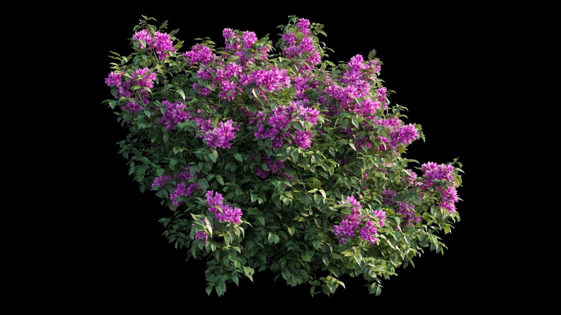 Bougainvillea plant set 03 3D model_6