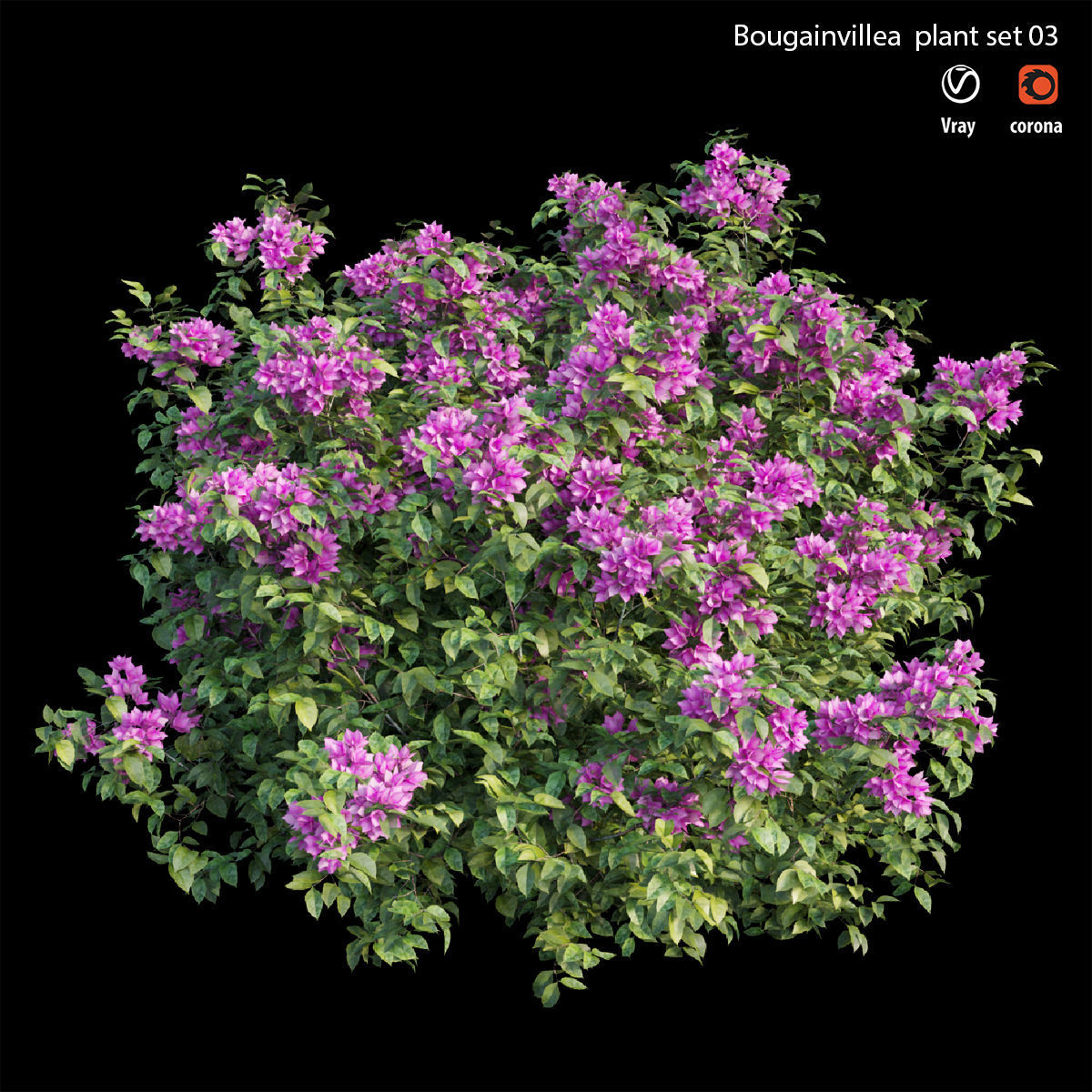 Bougainvillea plant set 03 3D model_1