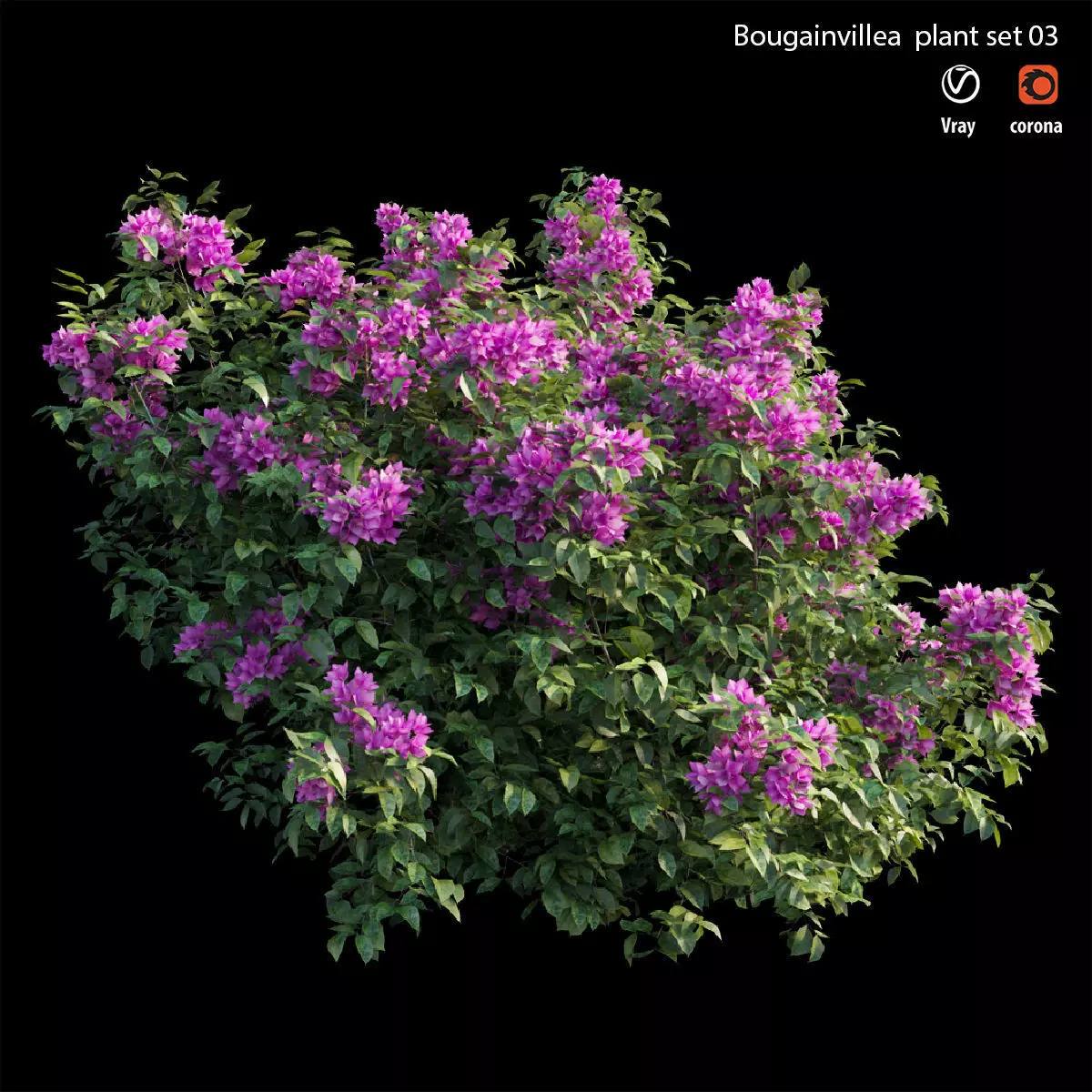 Bougainvillea plant set 03 3D model_0
