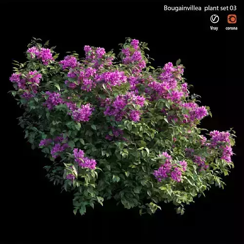 Bougainvillea plant set 03 3D model