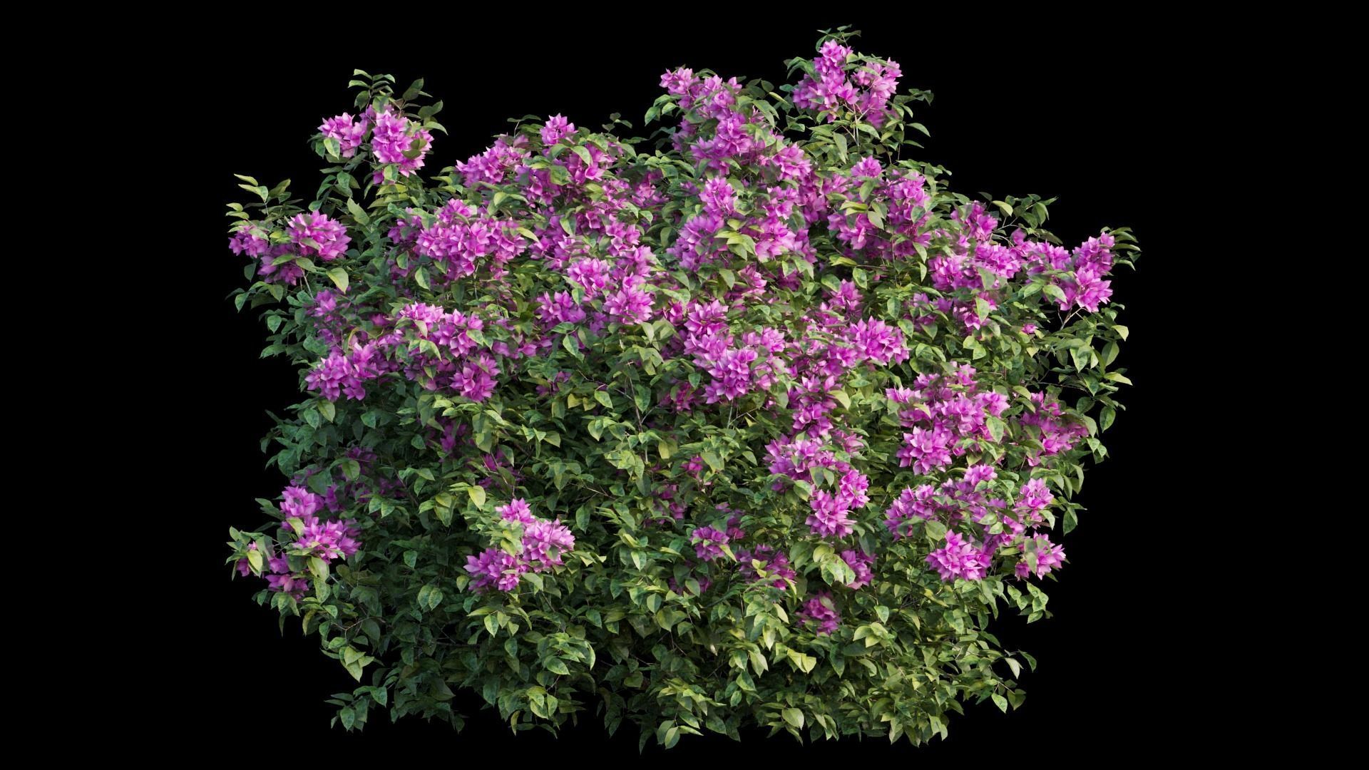 Bougainvillea plant set 03 3D model_5