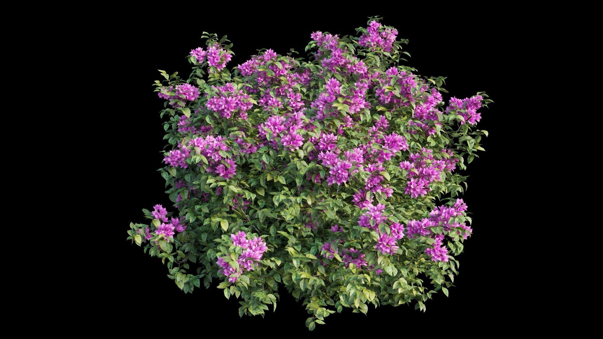 Bougainvillea plant set 03 3D model_4