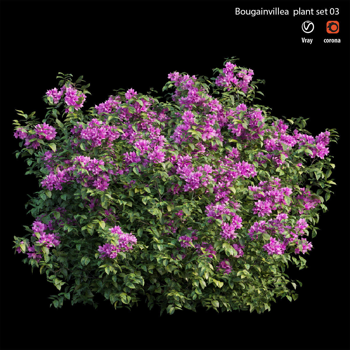 Bougainvillea plant set 03 3D model_2