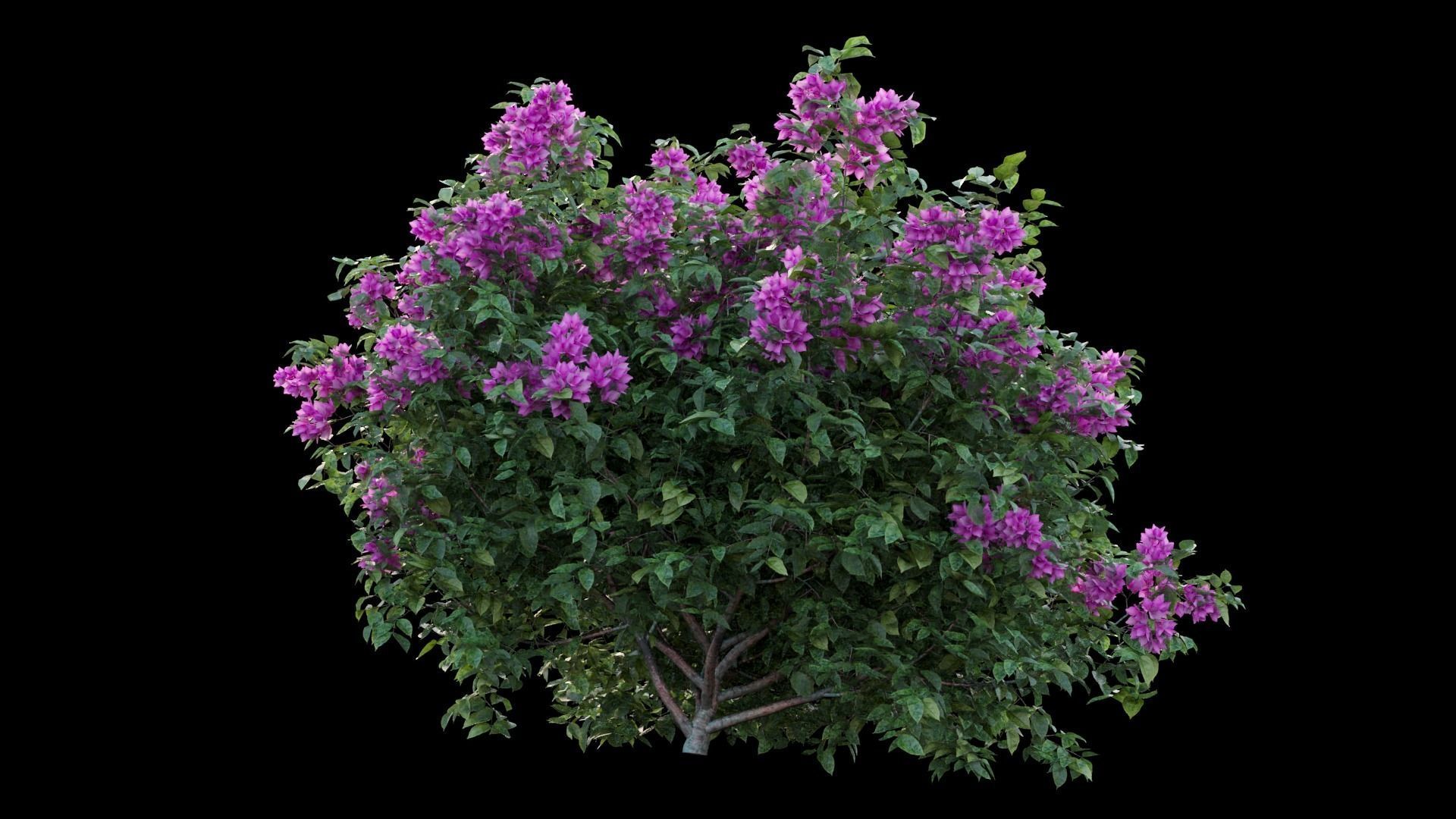 Bougainvillea plant set 03 3D model_7