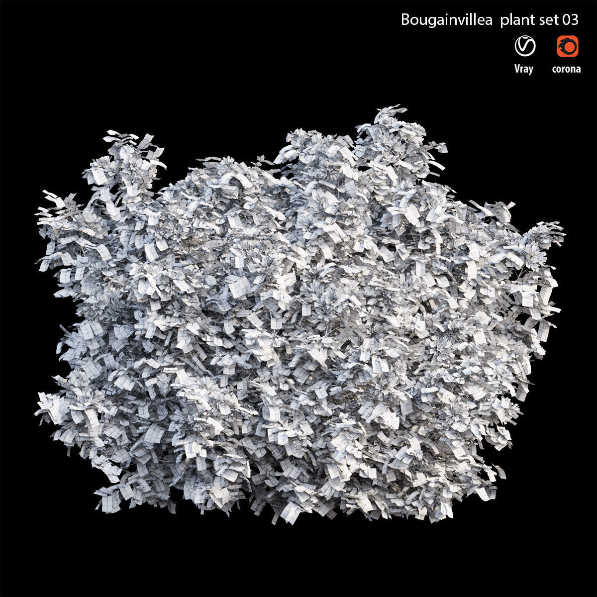 Bougainvillea plant set 03 3D model_3