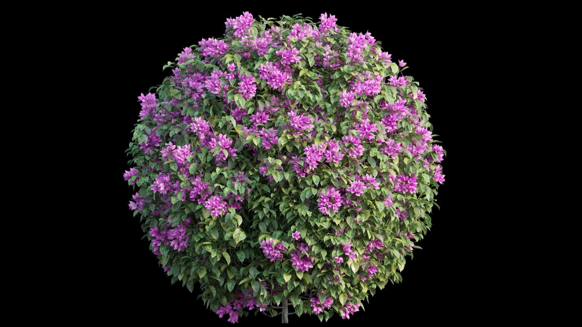 Bougainvillea plant set 04 3D model_6