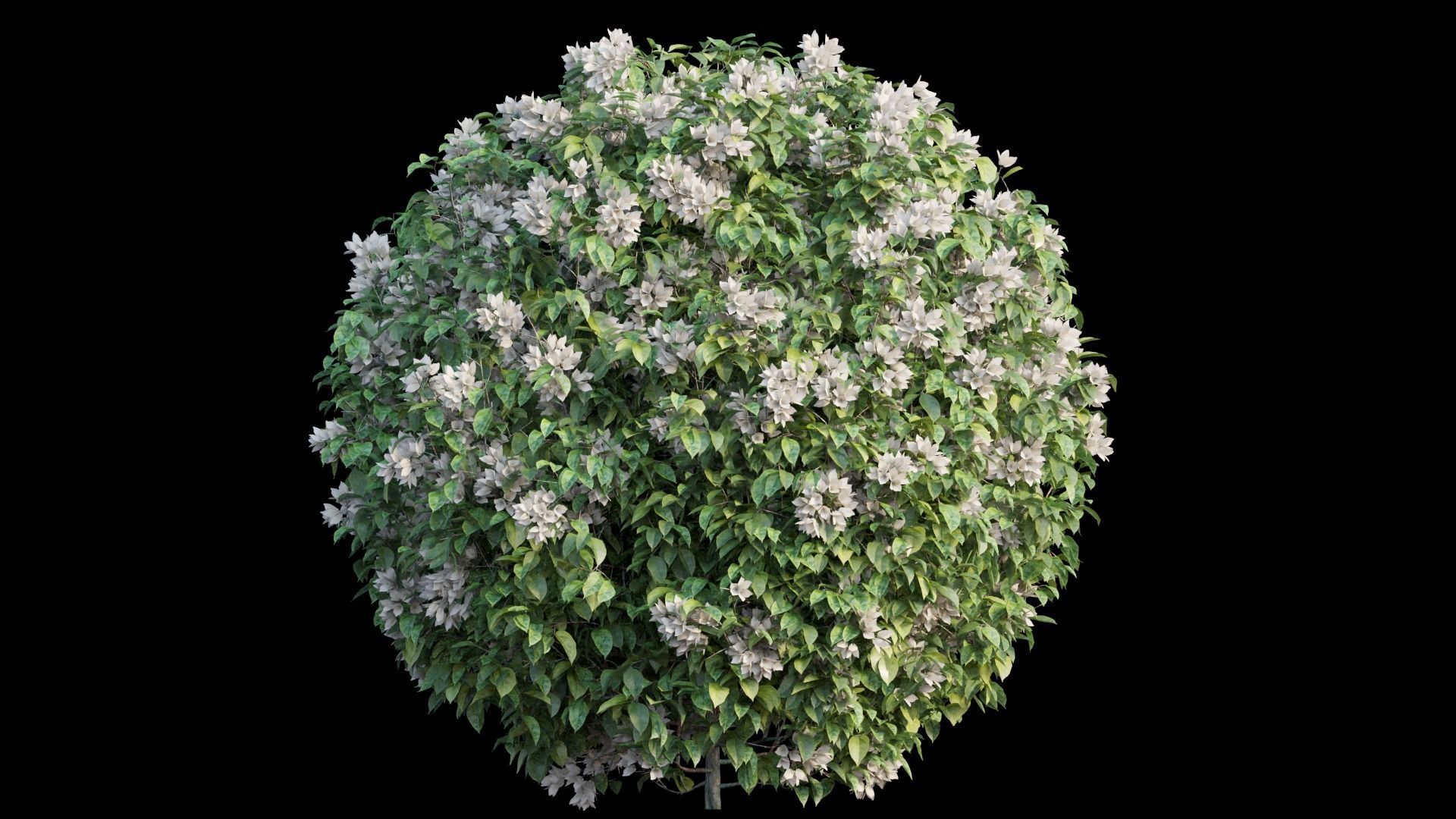 Bougainvillea plant set 04 3D model_7