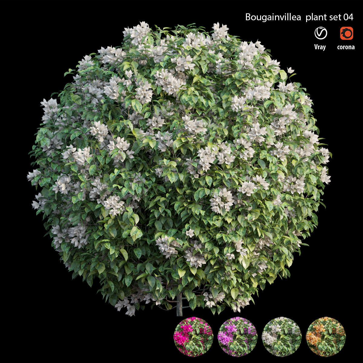 Bougainvillea plant set 04 3D model_2