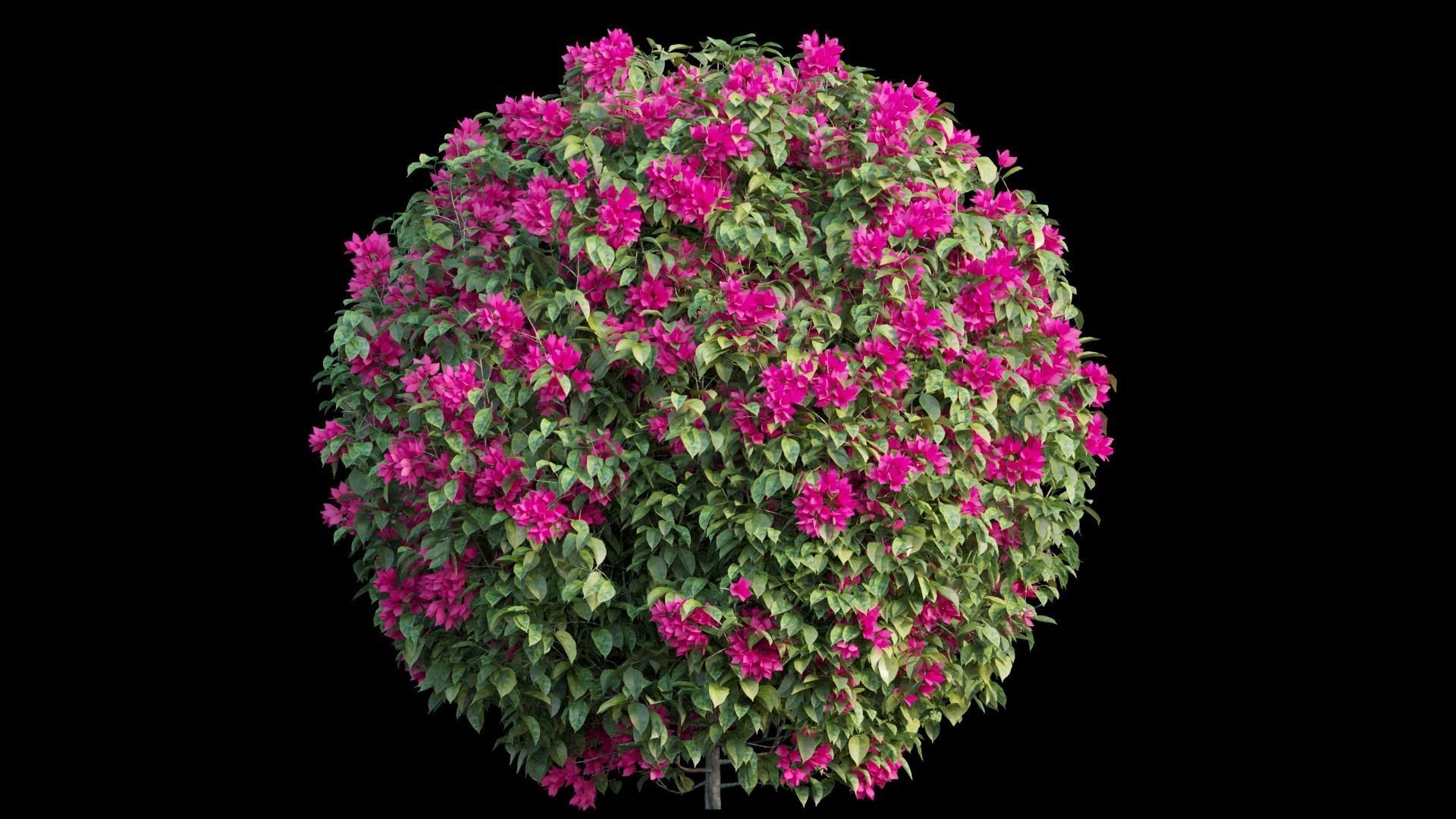 Bougainvillea plant set 04 3D model_5