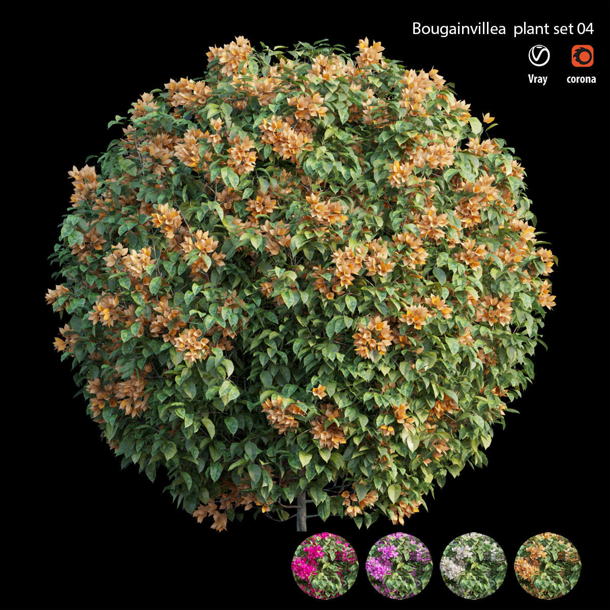 Bougainvillea plant set 04 3D model_3