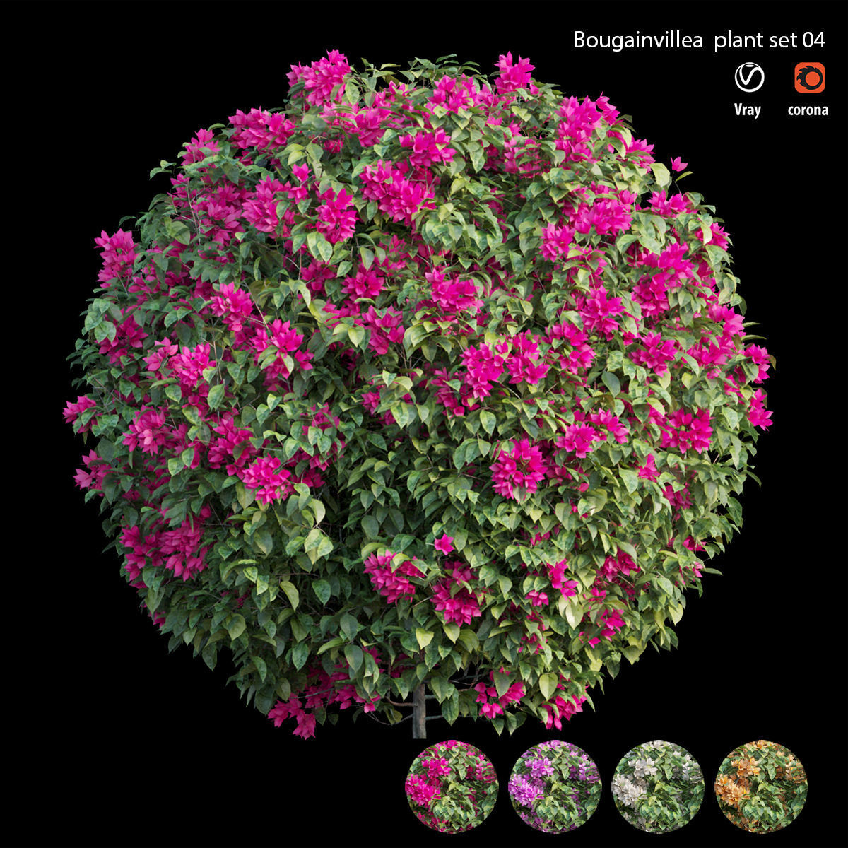 Bougainvillea plant set 04 3D model_1