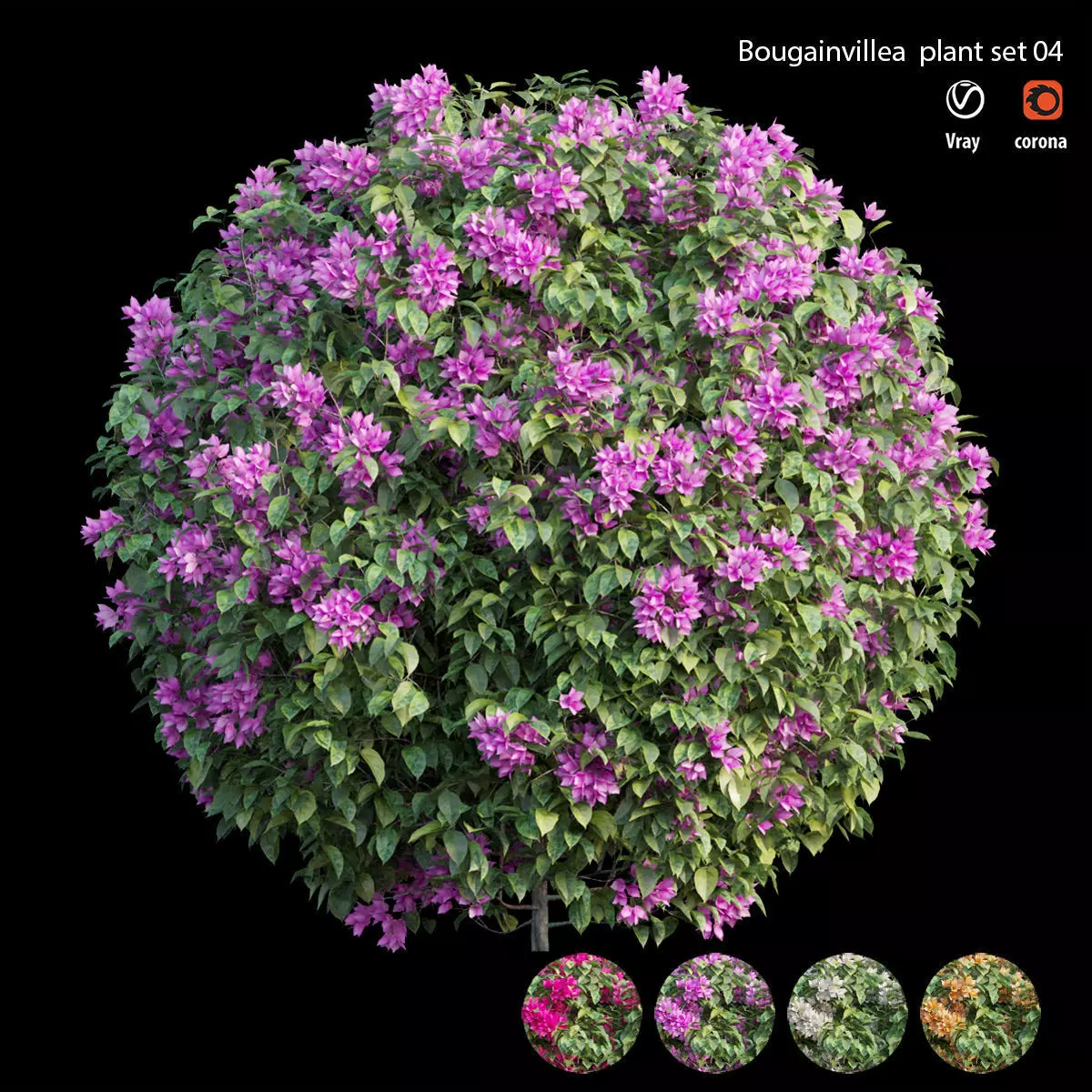 Bougainvillea plant set 04 3D model_0