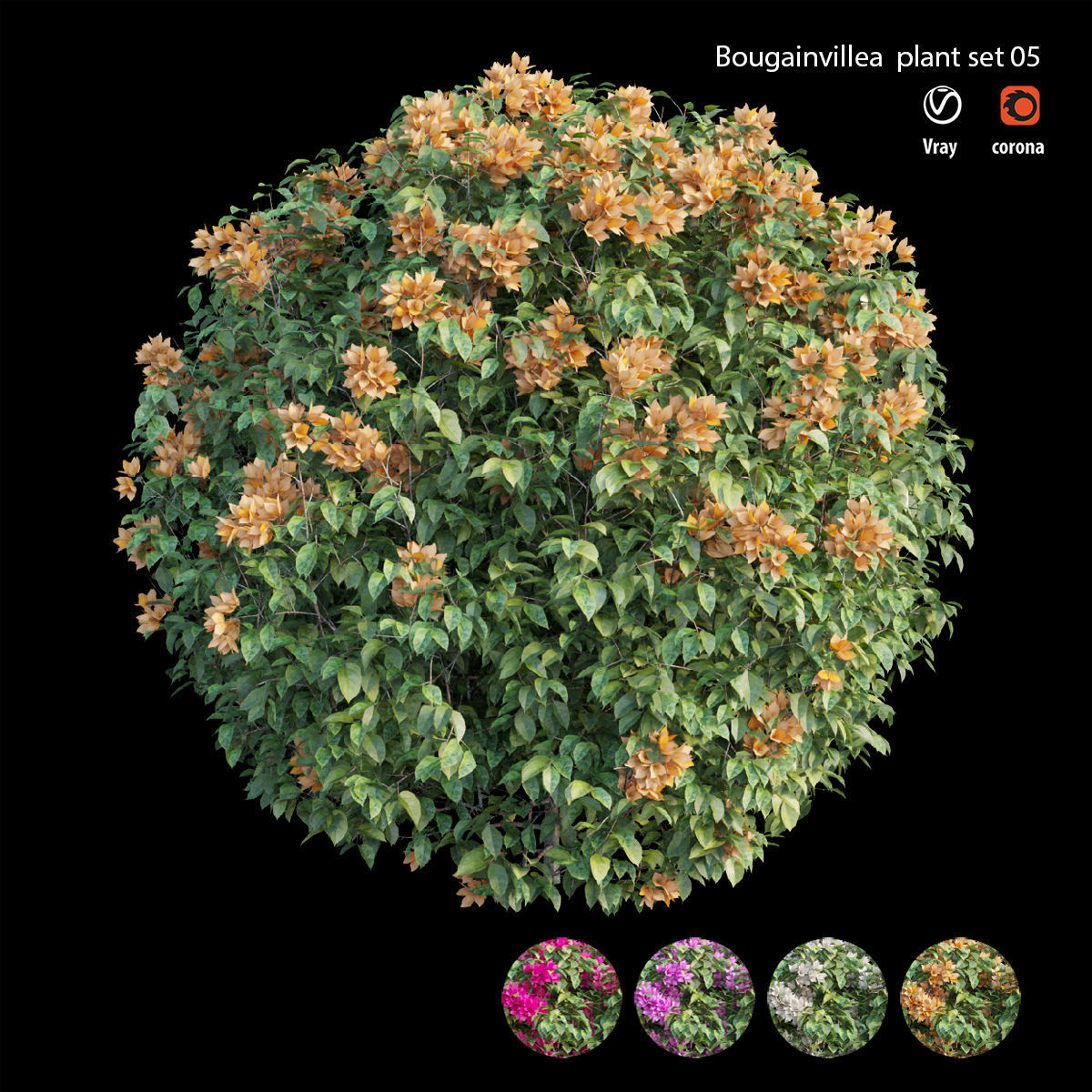 Bougainvillea plant set 05 3D model_3