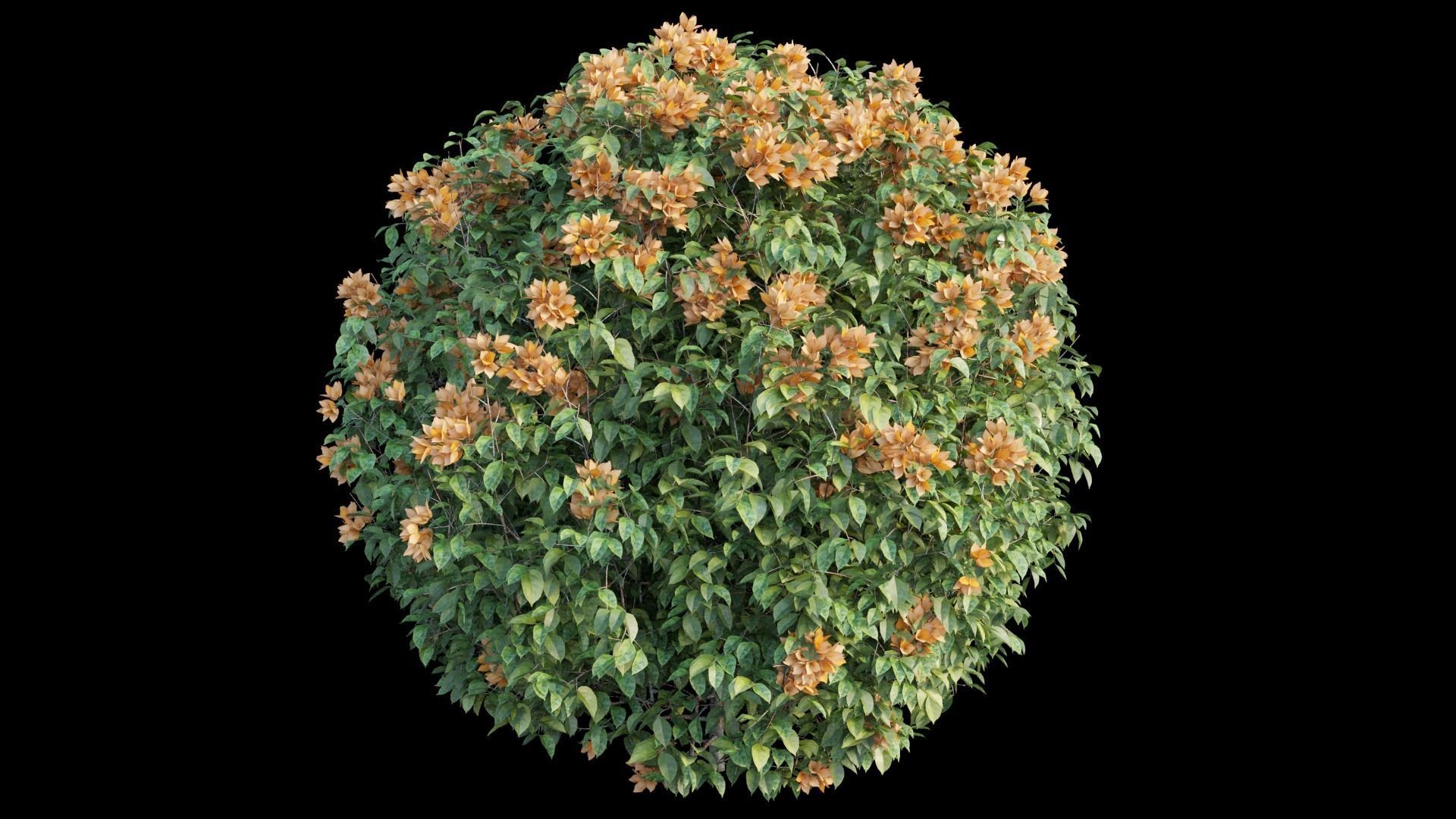 Bougainvillea plant set 05 3D model_8