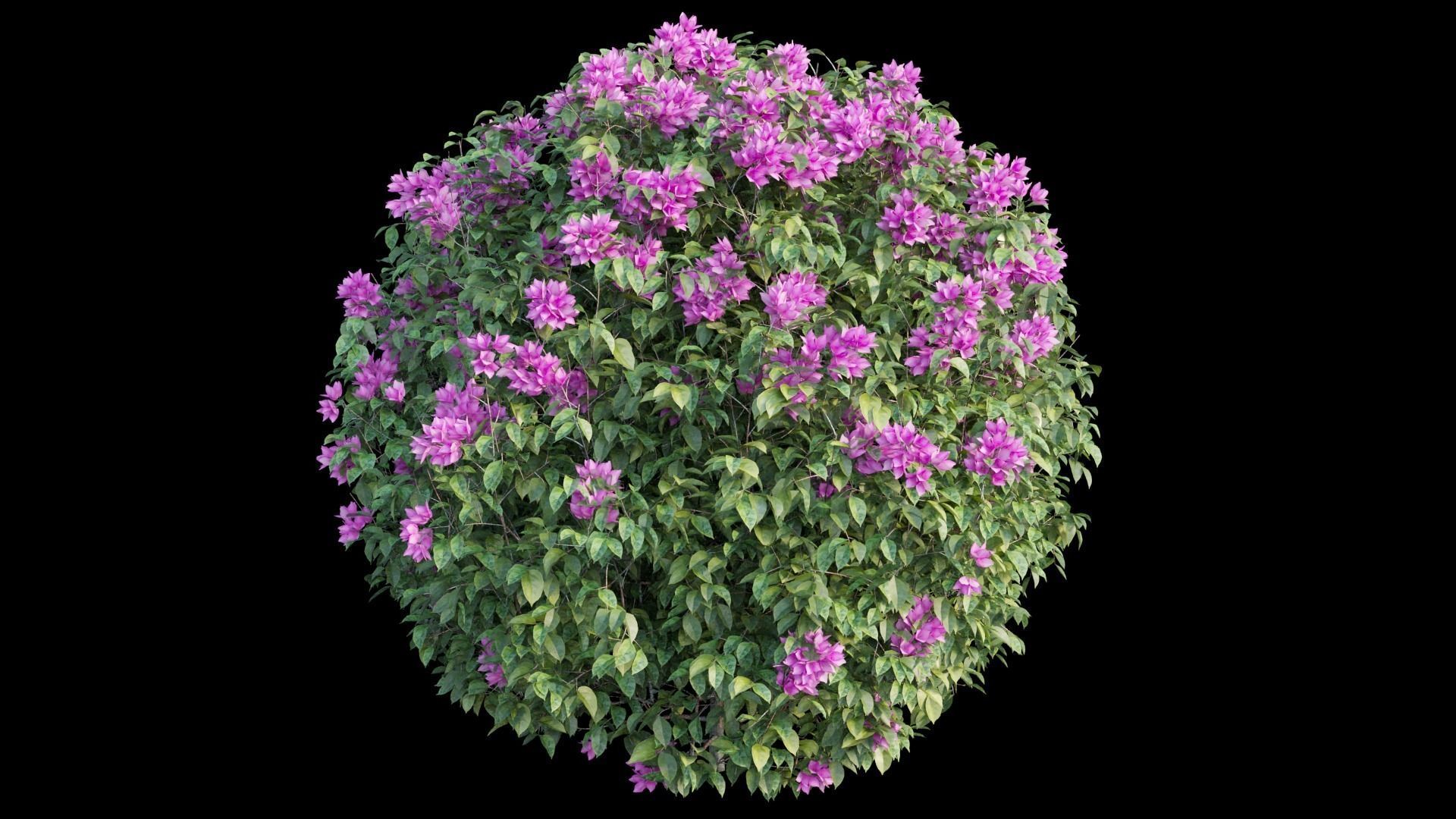 Bougainvillea plant set 05 3D model_5