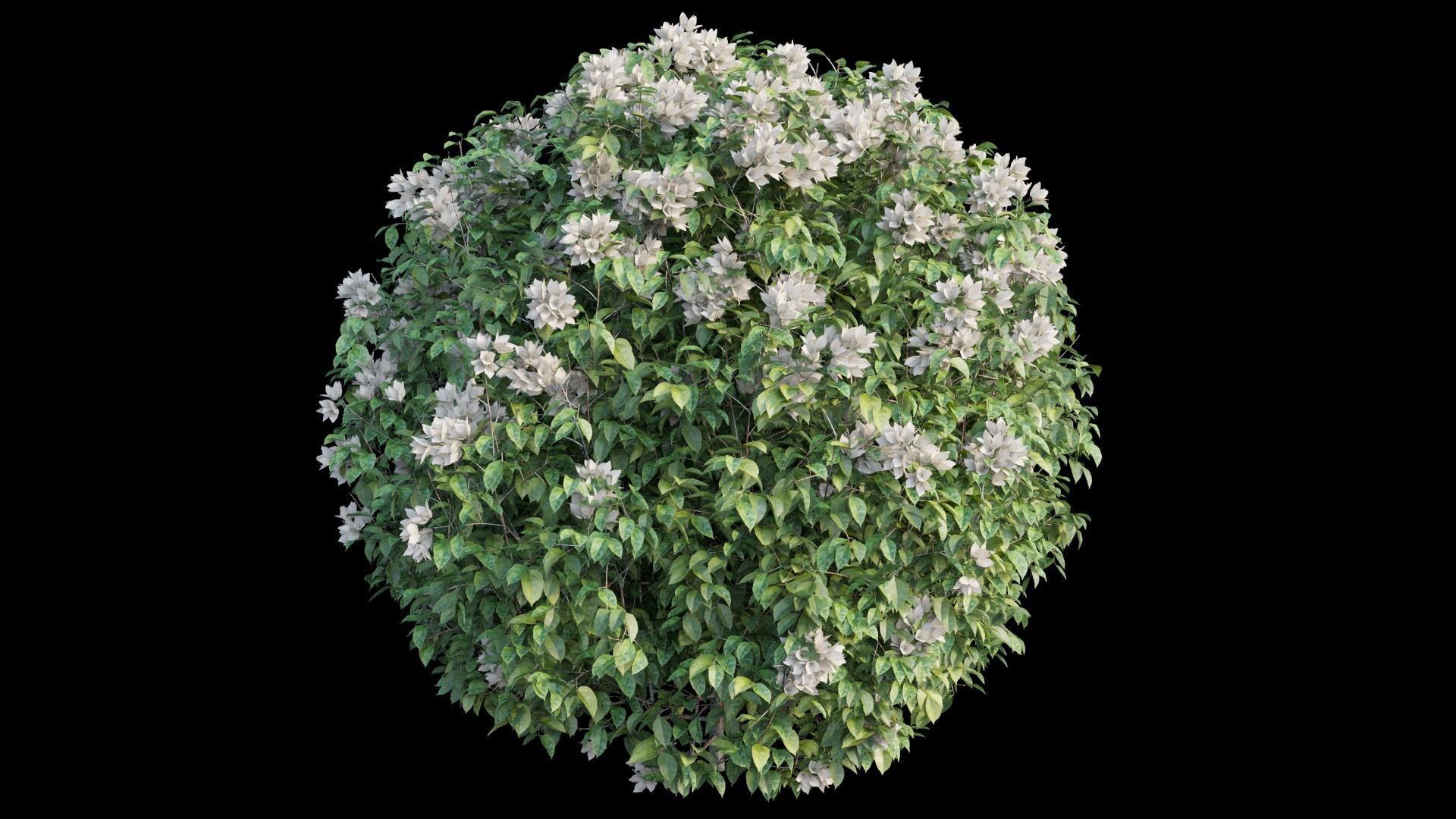 Bougainvillea plant set 05 3D model_7