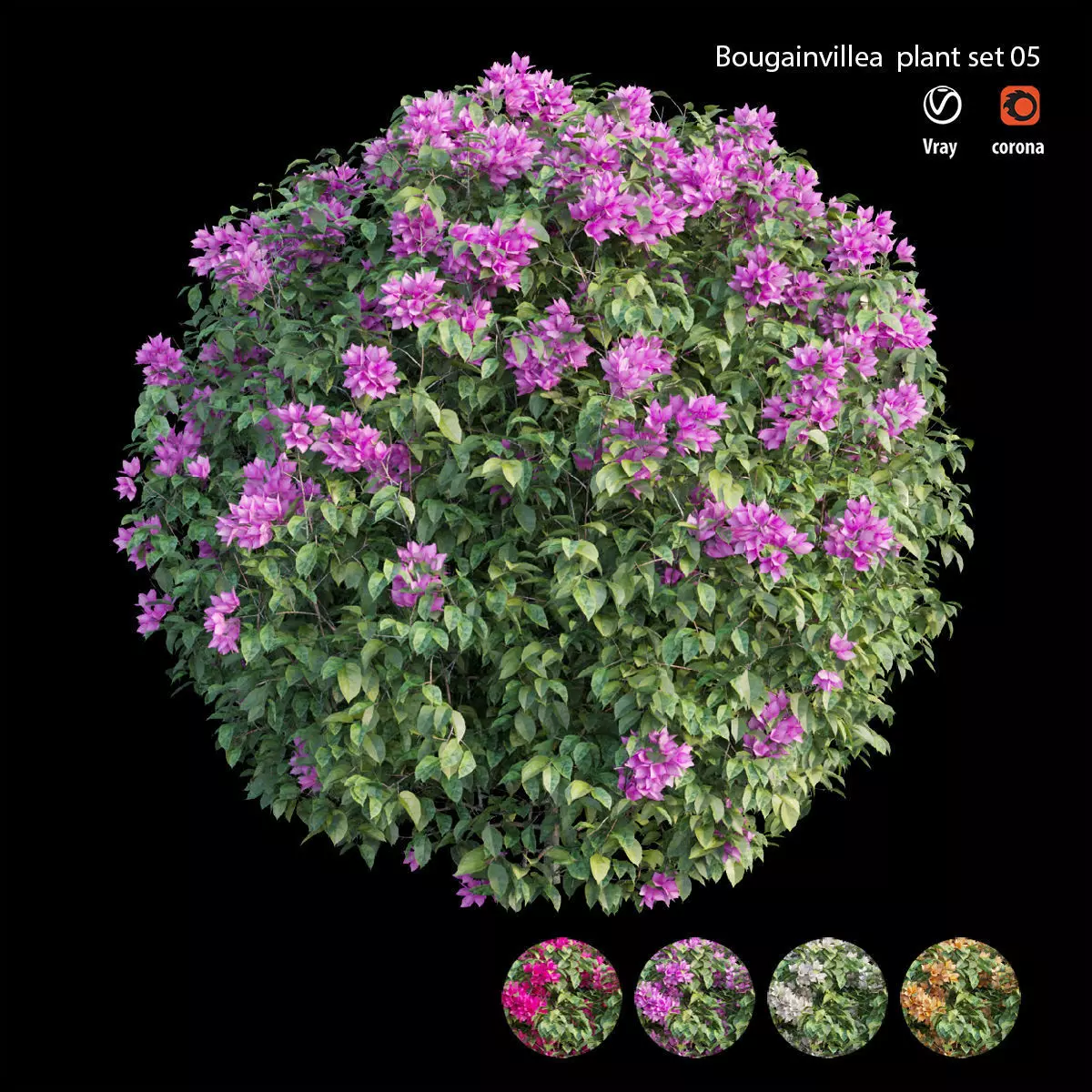 Bougainvillea plant set 05 3D model_0