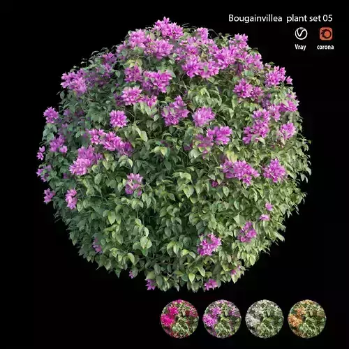 Bougainvillea plant set 05 3D model