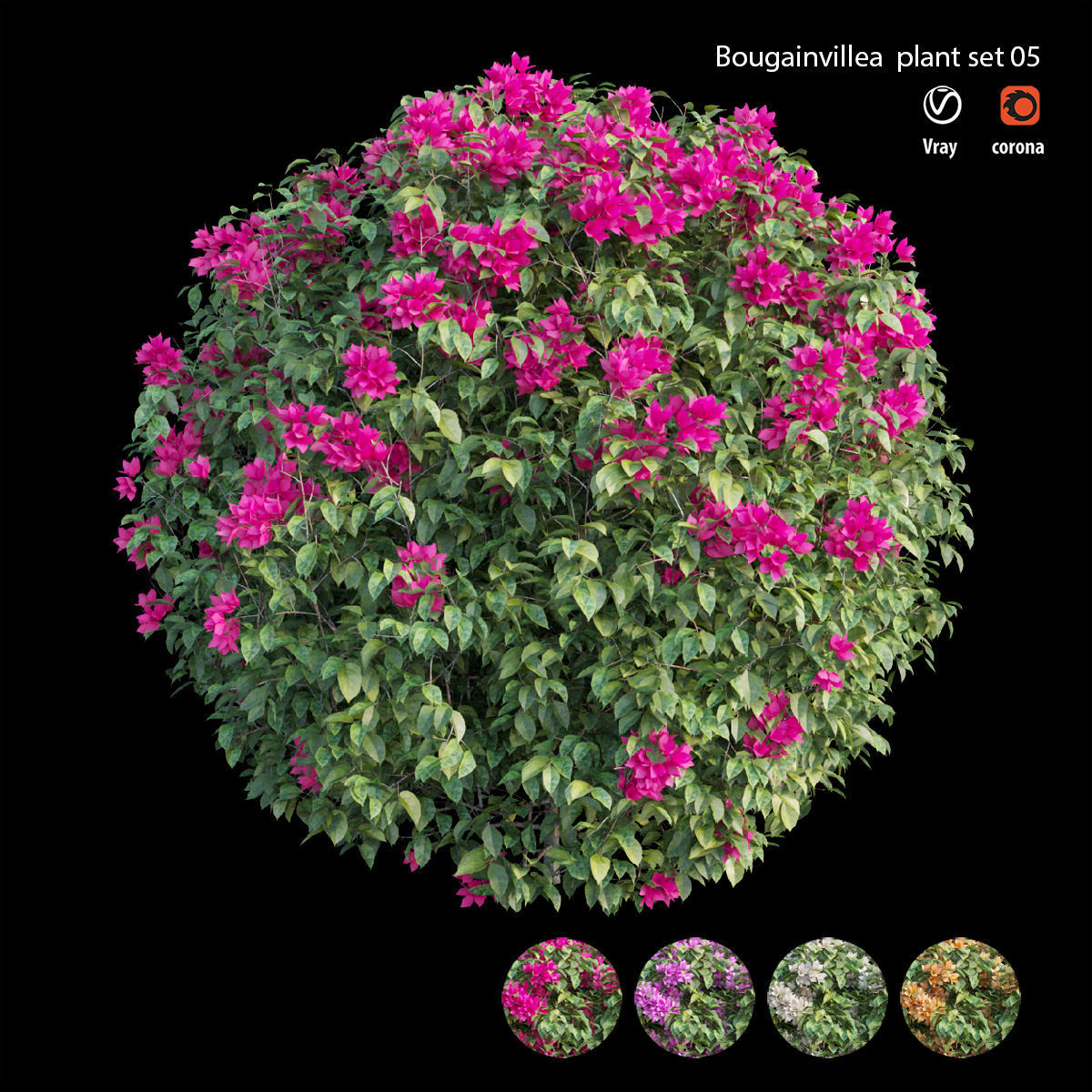 Bougainvillea plant set 05 3D model_1