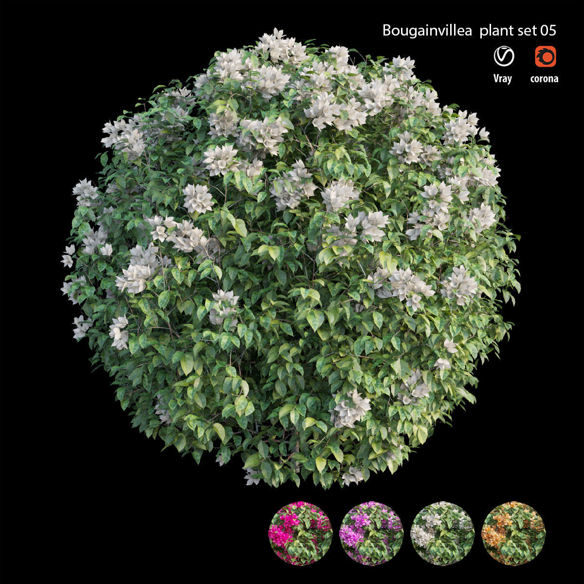 Bougainvillea plant set 05 3D model_2