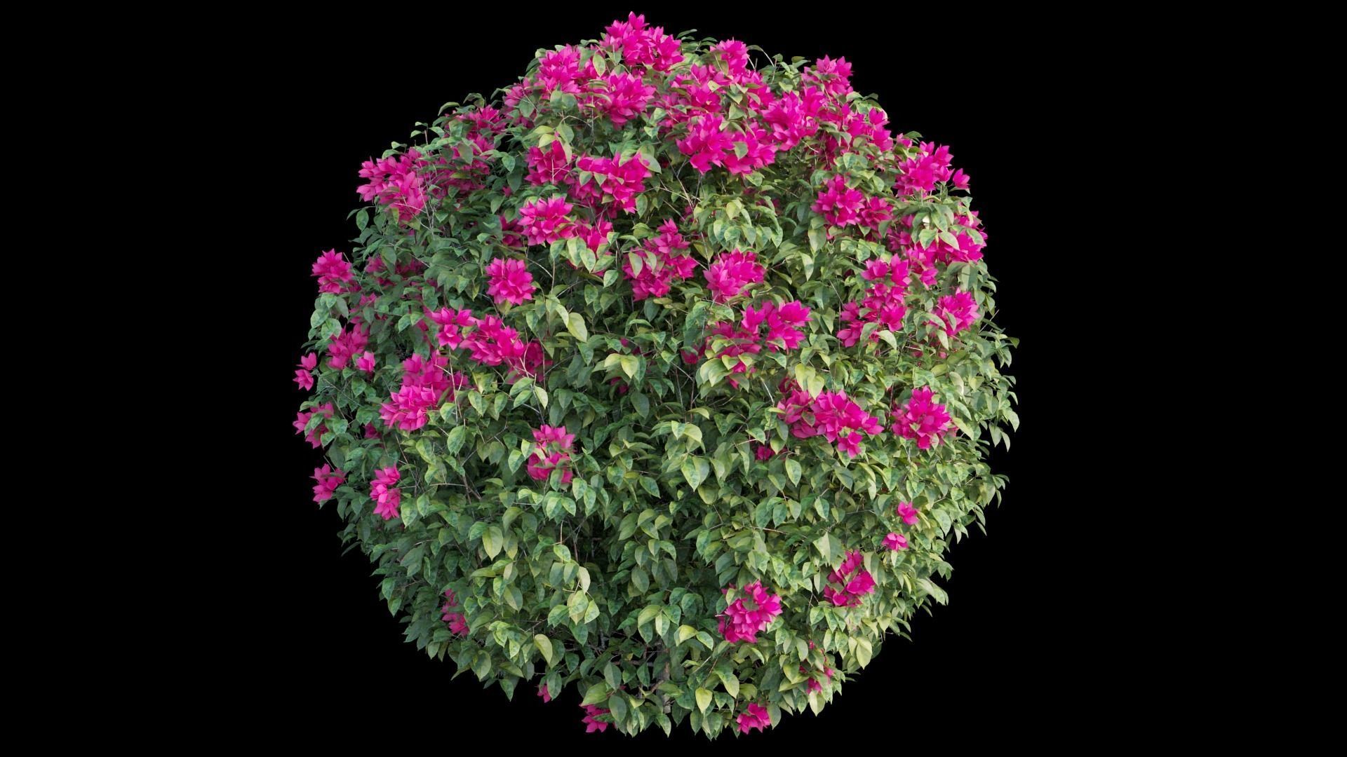 Bougainvillea plant set 05 3D model_6