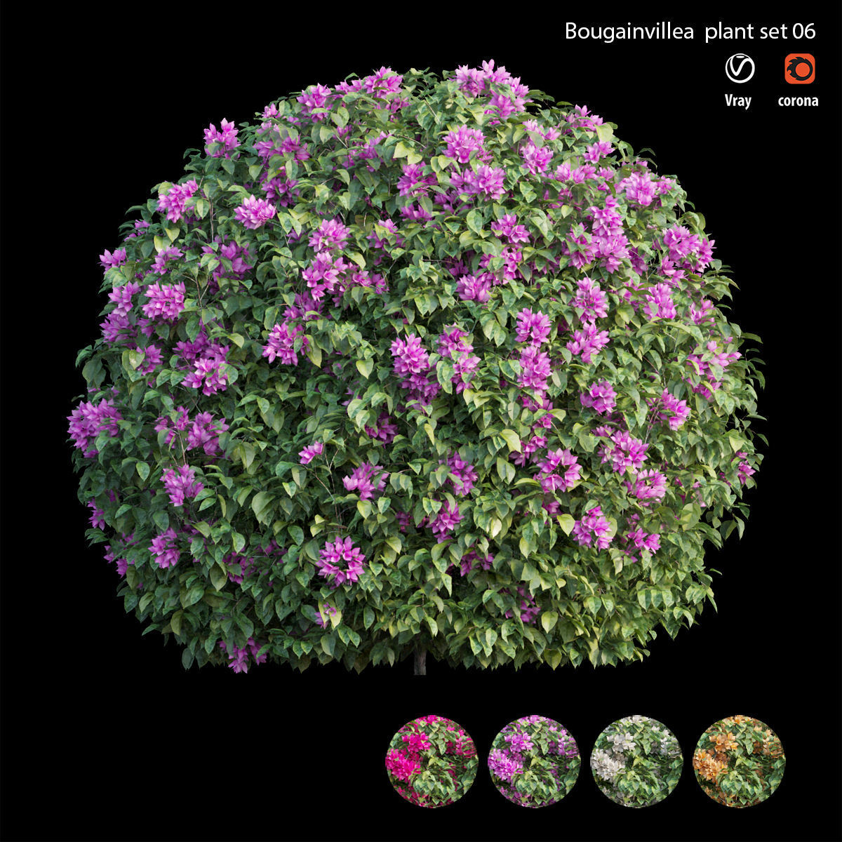 Bougainvillea plant set 06 3D model_3