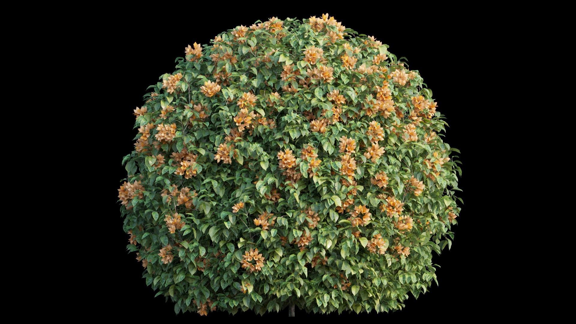 Bougainvillea plant set 06 3D model_6