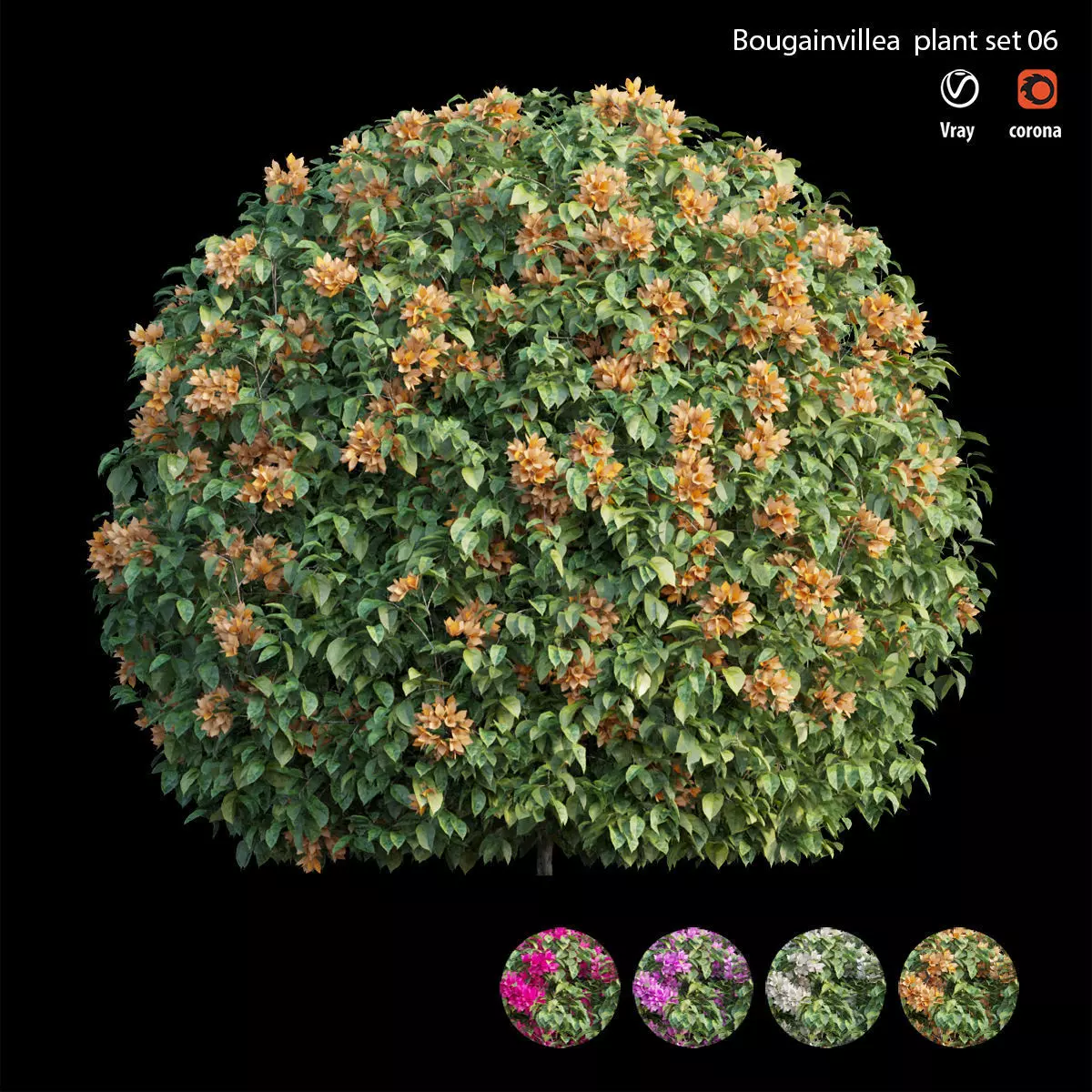 Bougainvillea plant set 06 3D model_0