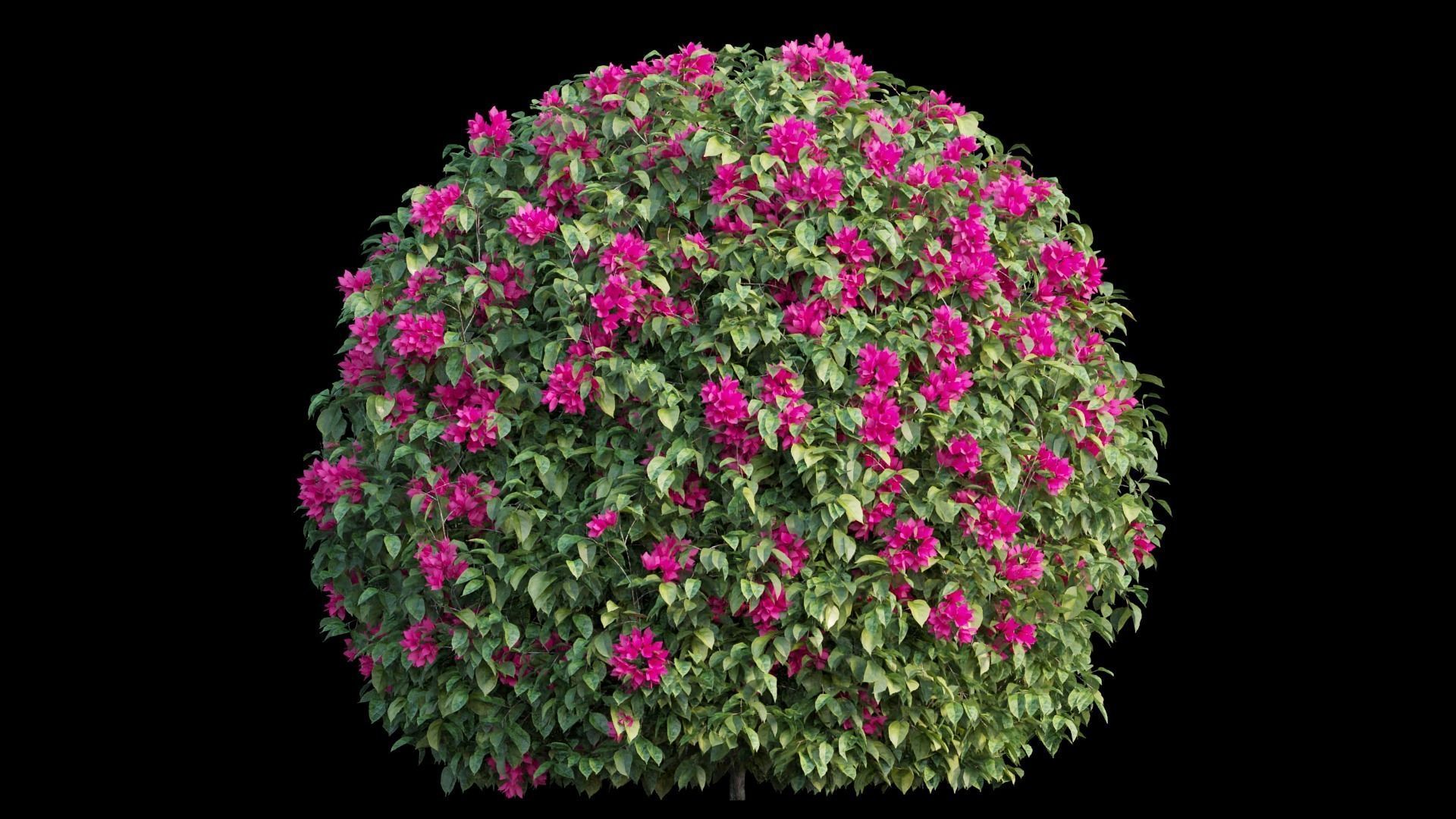 Bougainvillea plant set 06 3D model_8