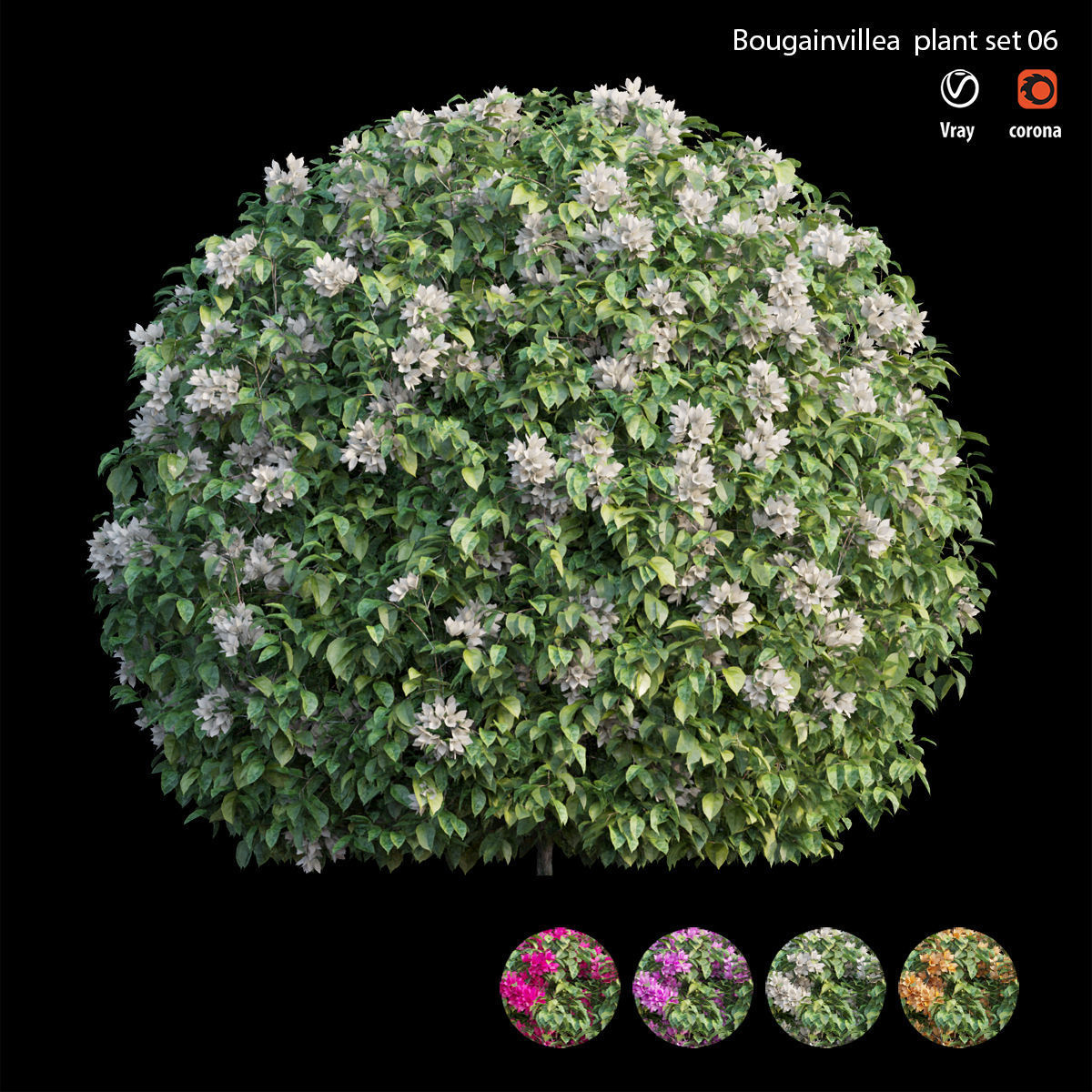 Bougainvillea plant set 06 3D model_1