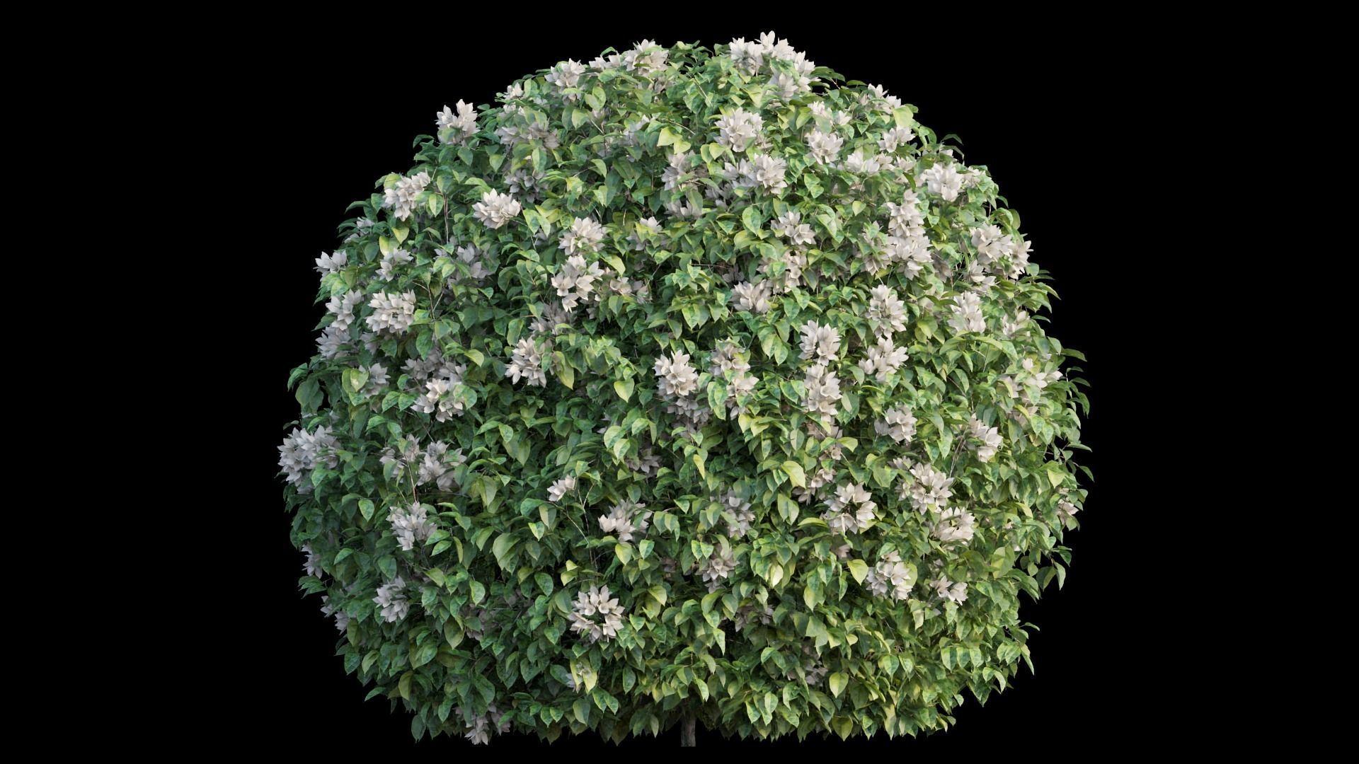 Bougainvillea plant set 06 3D model_7