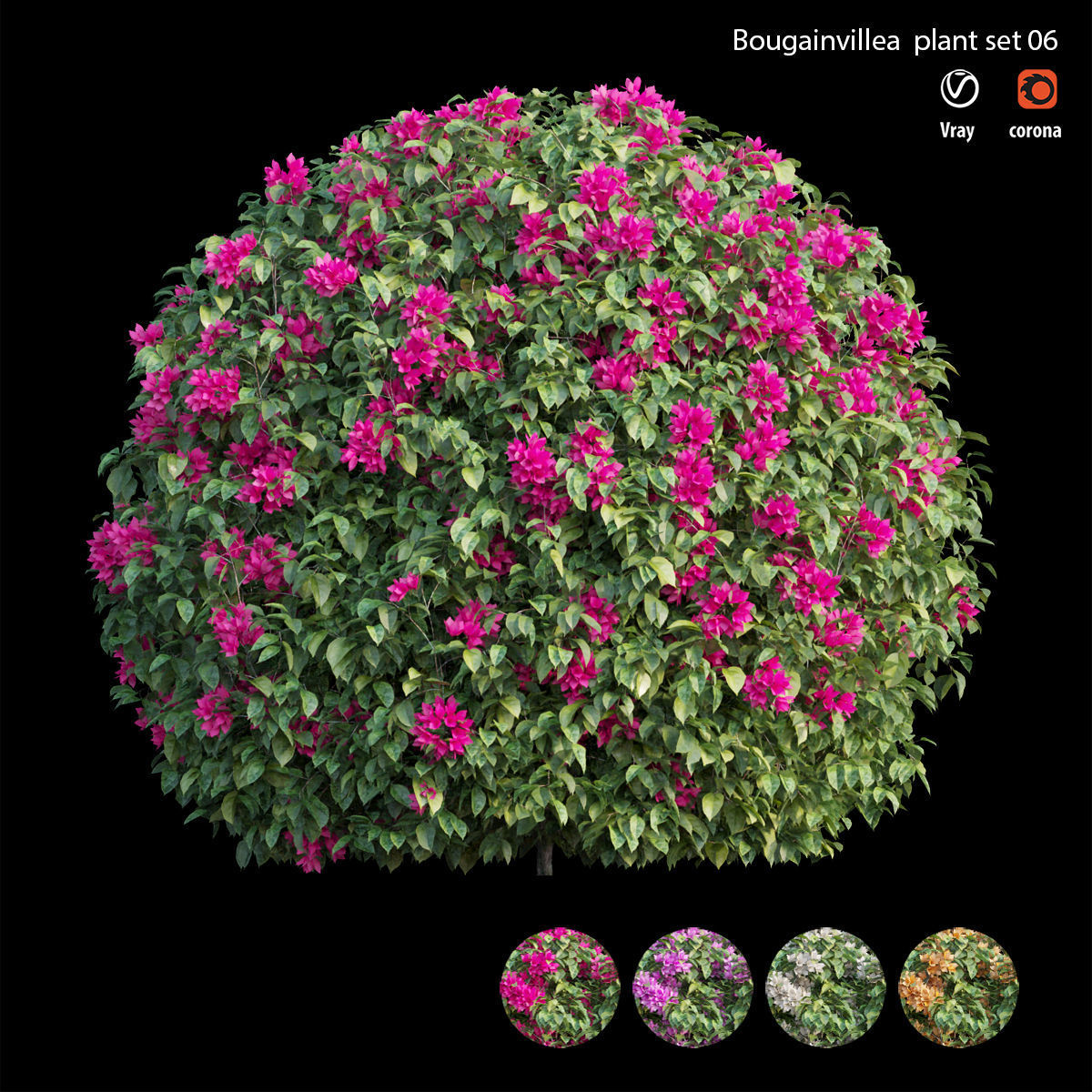 Bougainvillea plant set 06 3D model_2